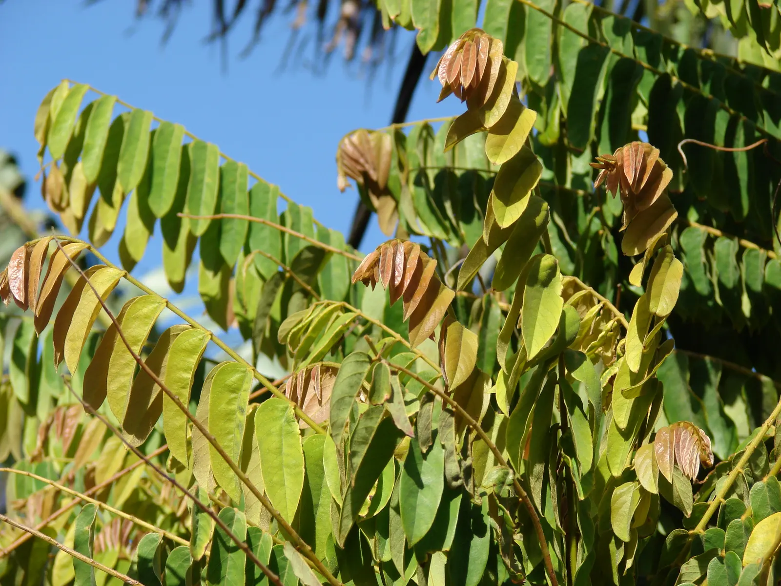 Cucumber Tree (Magnolia Acuminata) — This species stands out in landscape design for its grand stature; inconspicuous greenish-yellow flowers, image 56