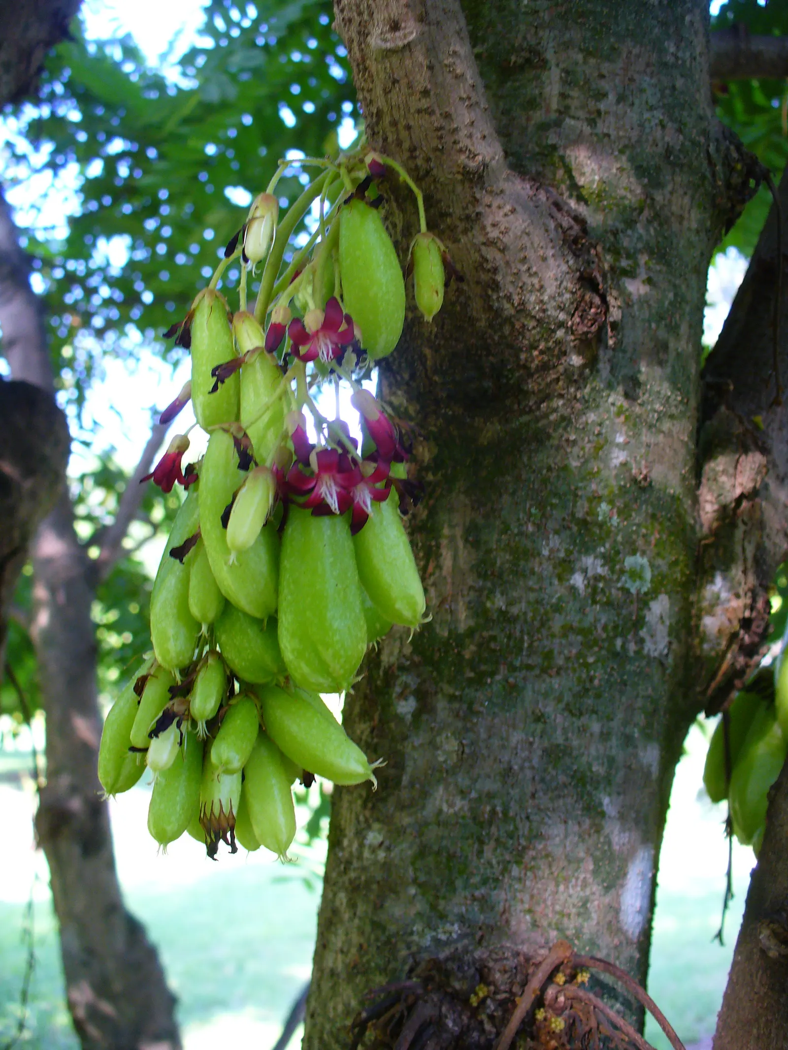 Cucumber Tree (Magnolia Acuminata) — with a spread of 25 to 35 feet at maturity