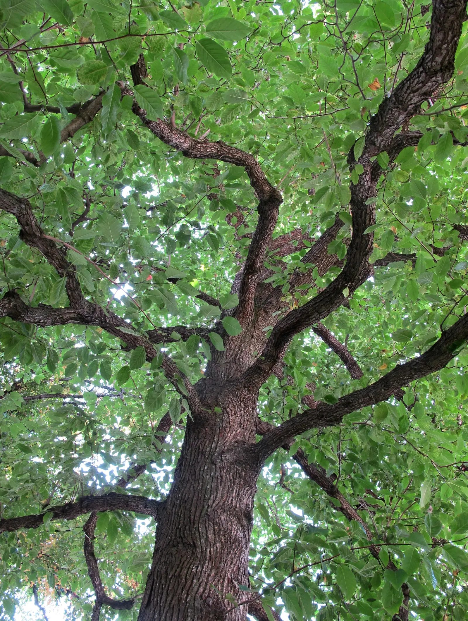 Cucumber Tree (Magnolia Acuminata) — inconspicuous greenish-yellow flowers; plan for sufficient space to accommodate its mature spread, image 114