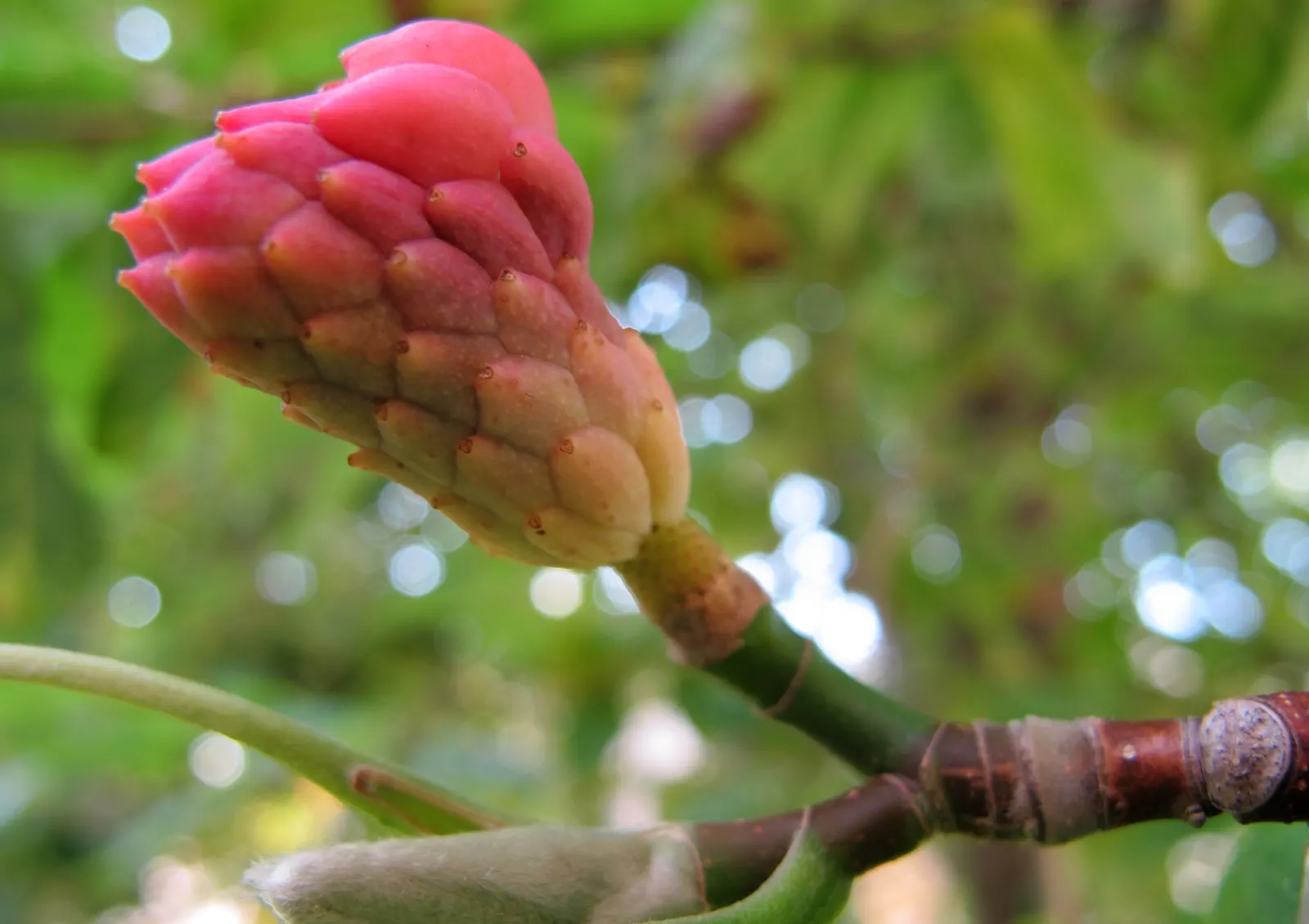 Cucumber Tree (Magnolia Acuminata) — Ideal for temperate zones