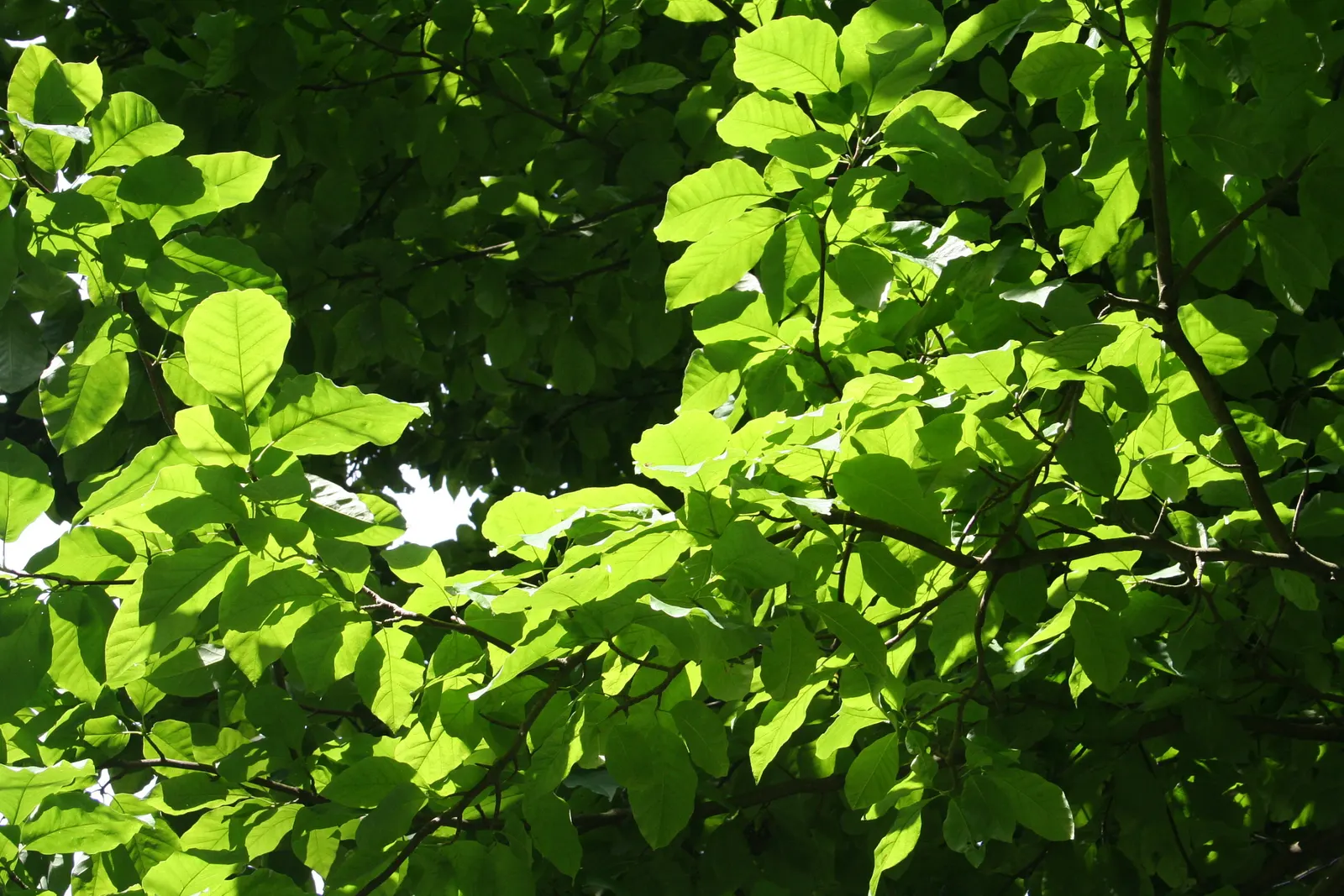 Cucumber Tree (Magnolia Acuminata) — Ideal for temperate zones; glossy green hue on the upper surface and a paler green underneath, image 52