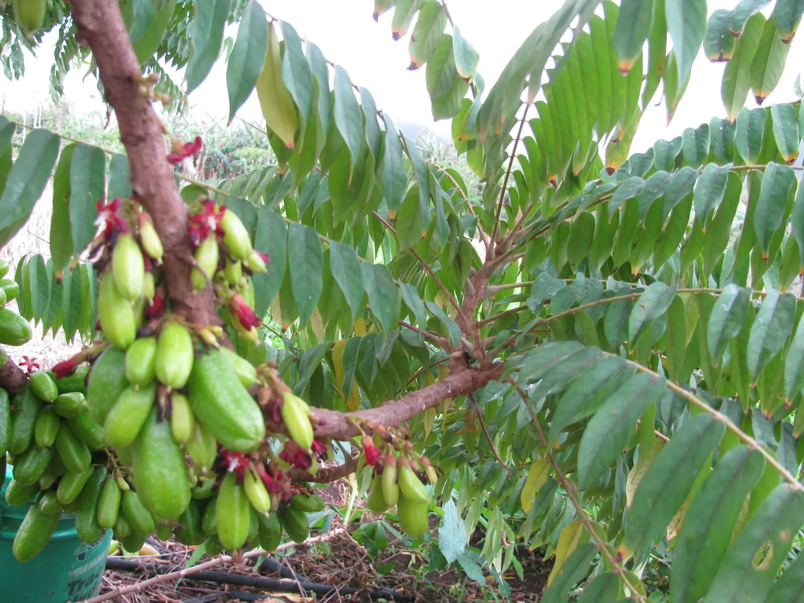 Cucumber Tree (Magnolia Acuminata) — which are approximately 2 to 3 inches in diameter; ideal for temperate zones
