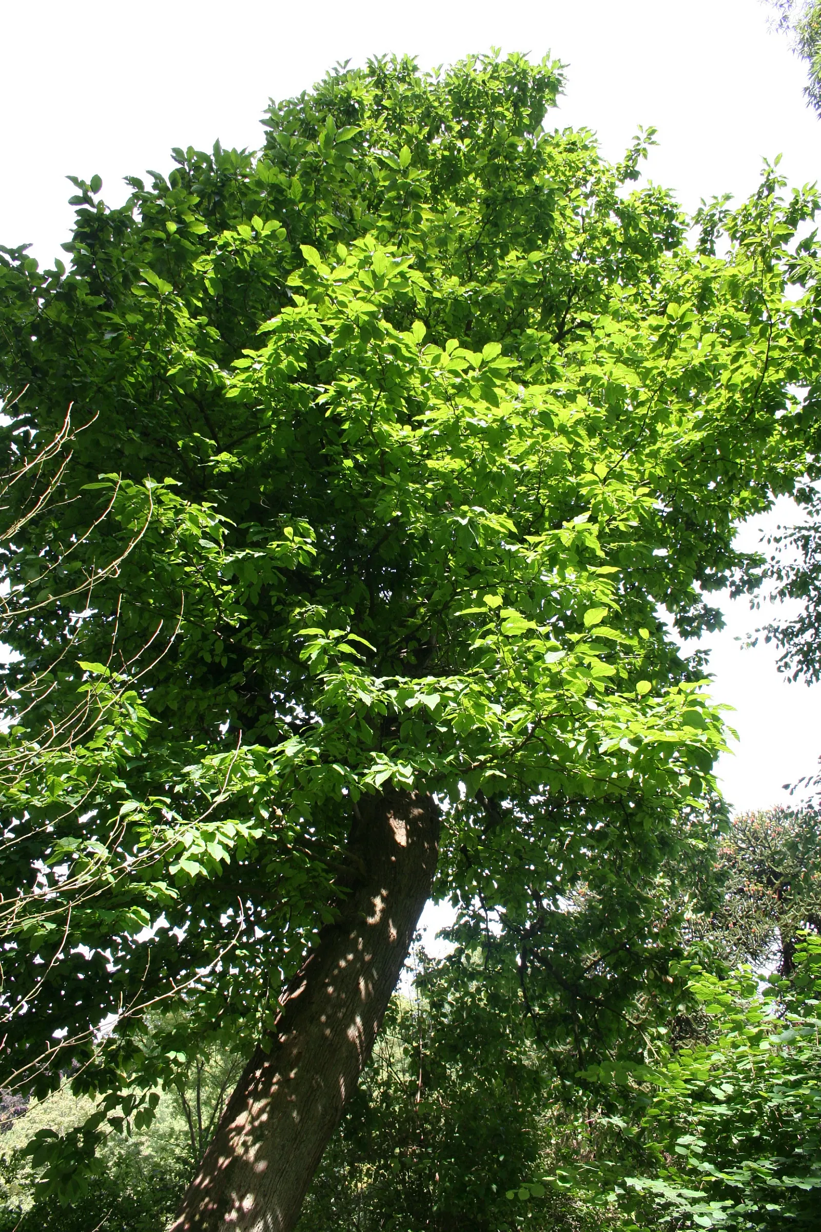 Cucumber Tree (Magnolia Acuminata) — plan for sufficient space to accommodate its mature spread; in late spring to early summer, image 70