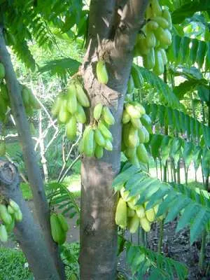 Cucumber Tree (Magnolia Acuminata) — tree for full or half