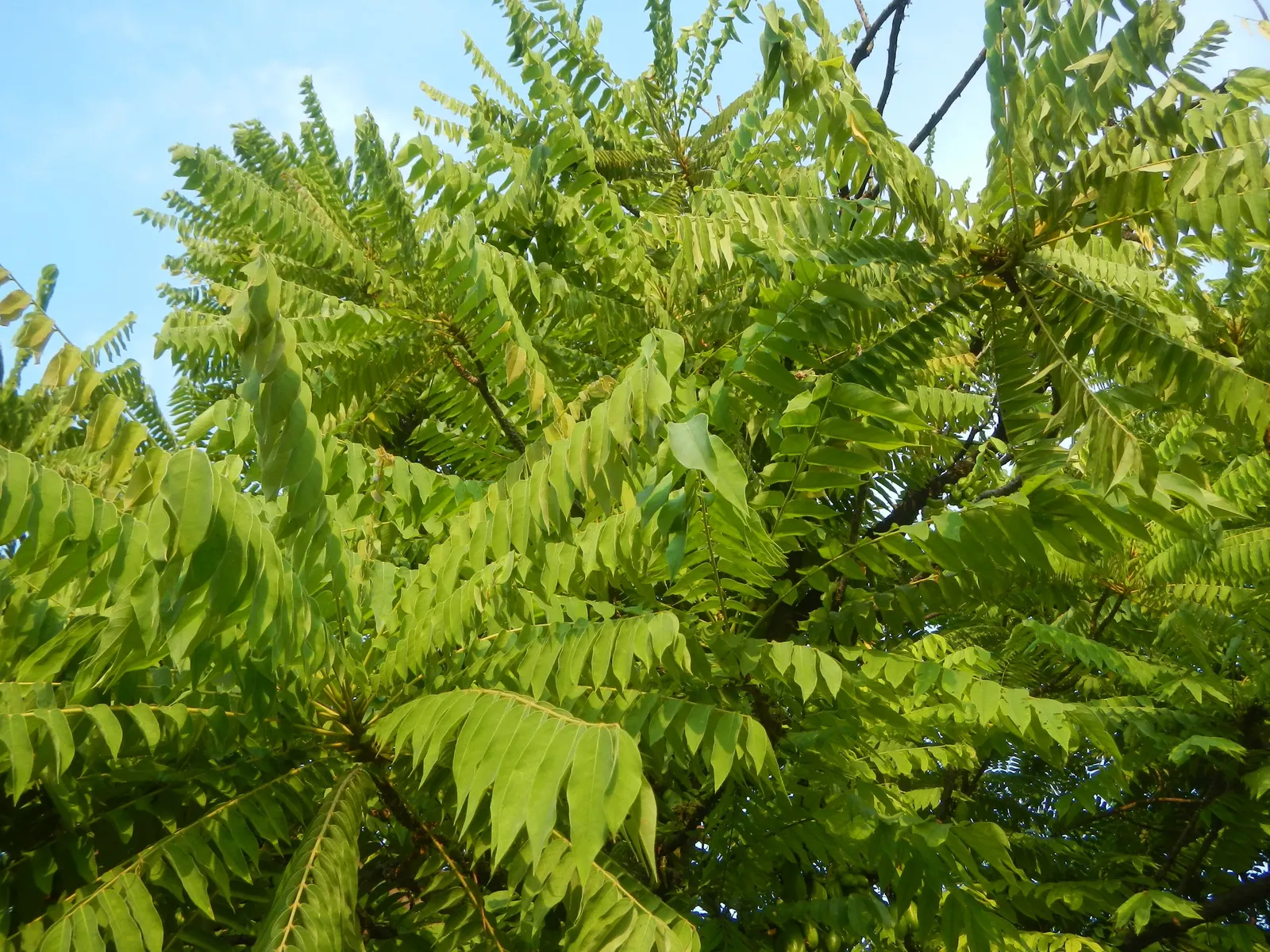Cucumber Tree (Magnolia Acuminata) — The tree prefers full sun to partial shade and requires well-drained, acidic to neutral soil; white flowers in, image 93