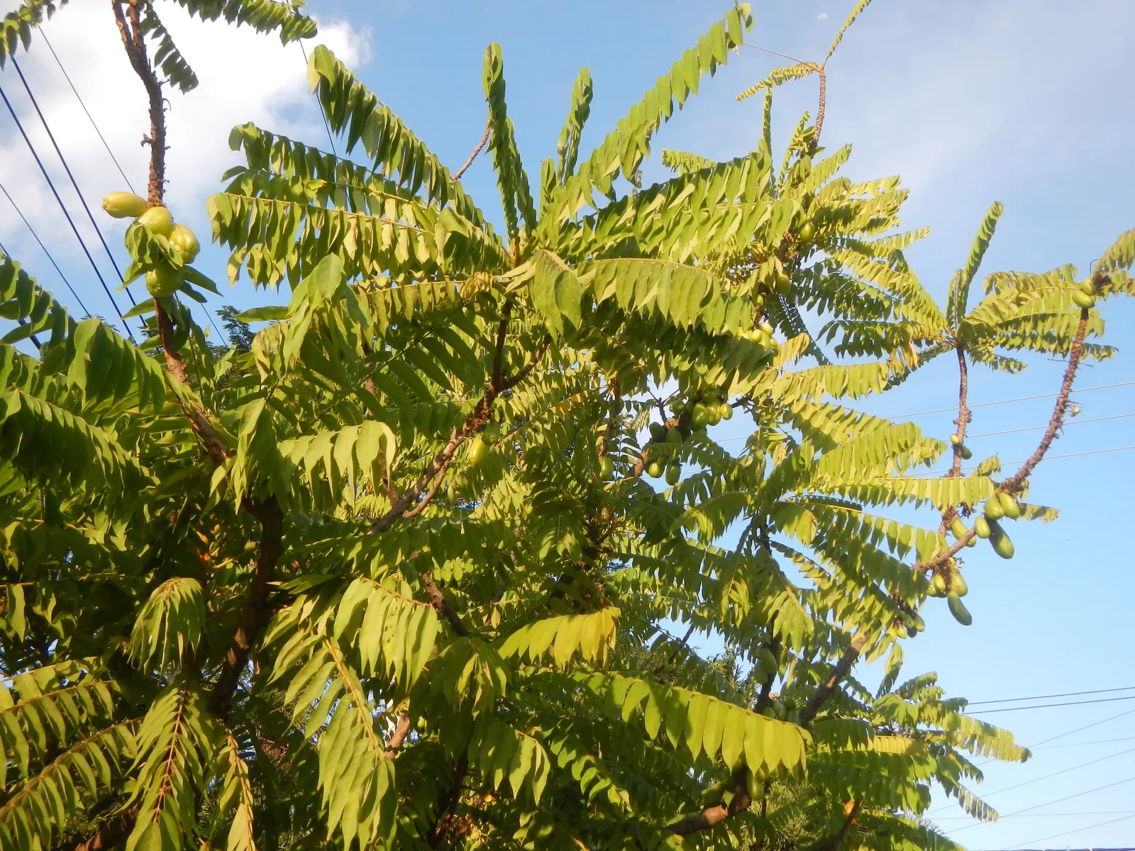 Cucumber Tree (Magnolia Acuminata) — The tree prefers full sun to partial shade and requires well-drained, acidic to neutral soil; white flowers in the garden