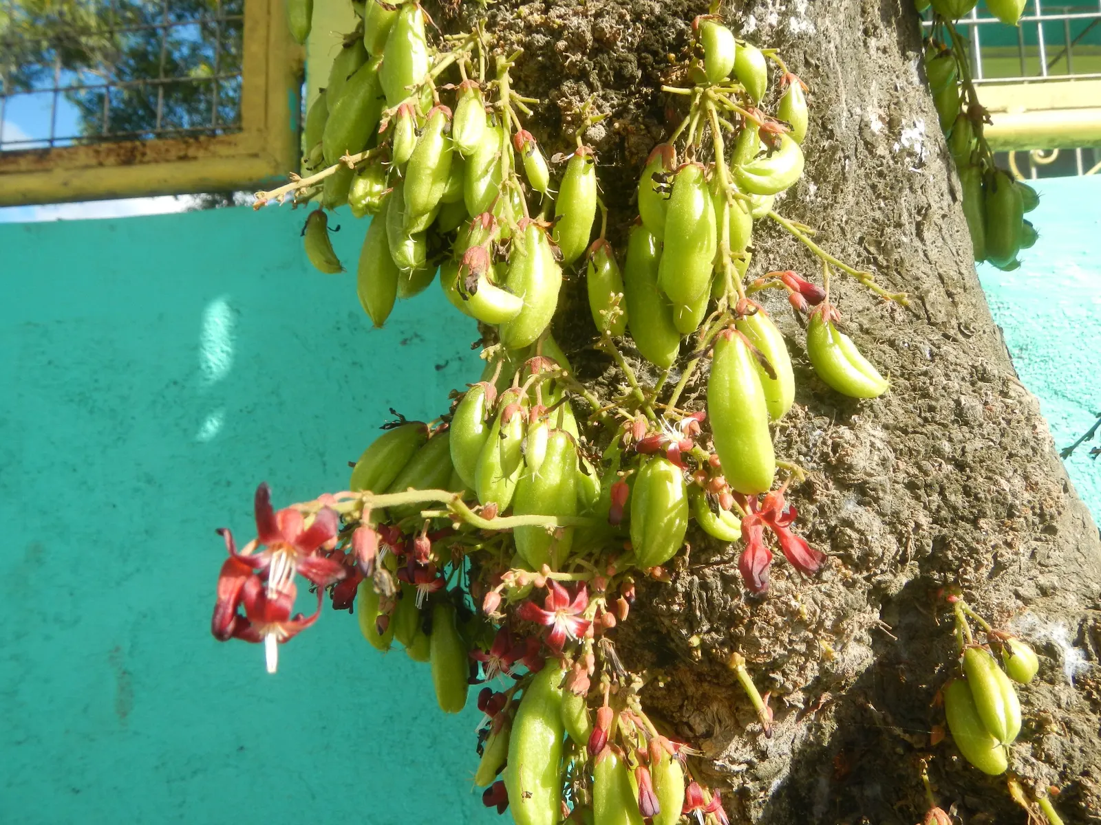 Cucumber Tree (Magnolia Acuminata) — The tree prefers full sun to partial shade and requires well-drained, acidic to neutral soil; white flowers in, image 68