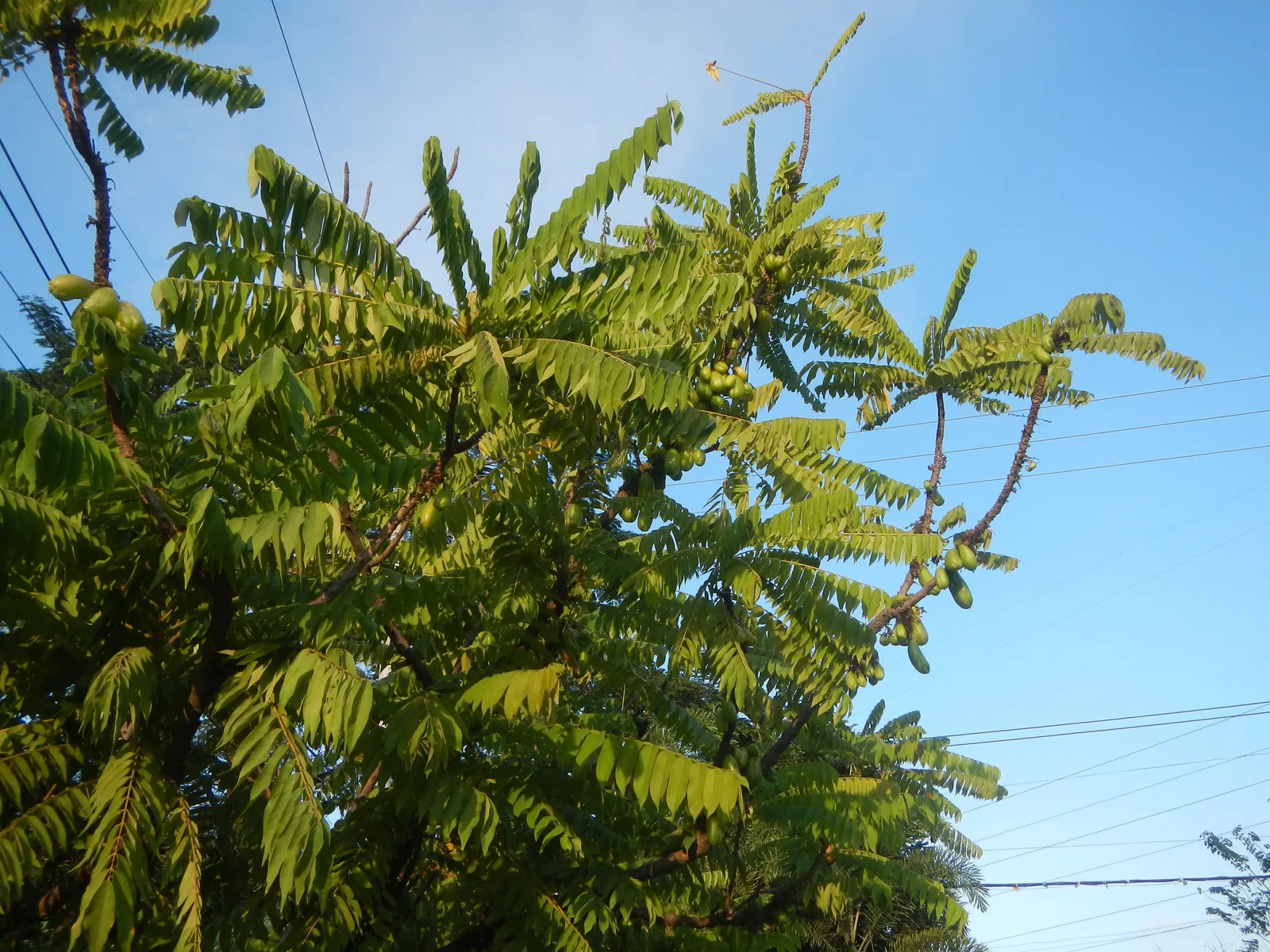 Cucumber Tree (Magnolia Acuminata) — inconspicuous greenish-yellow flowers; plan for sufficient space to accommodate its mature spread, image 64
