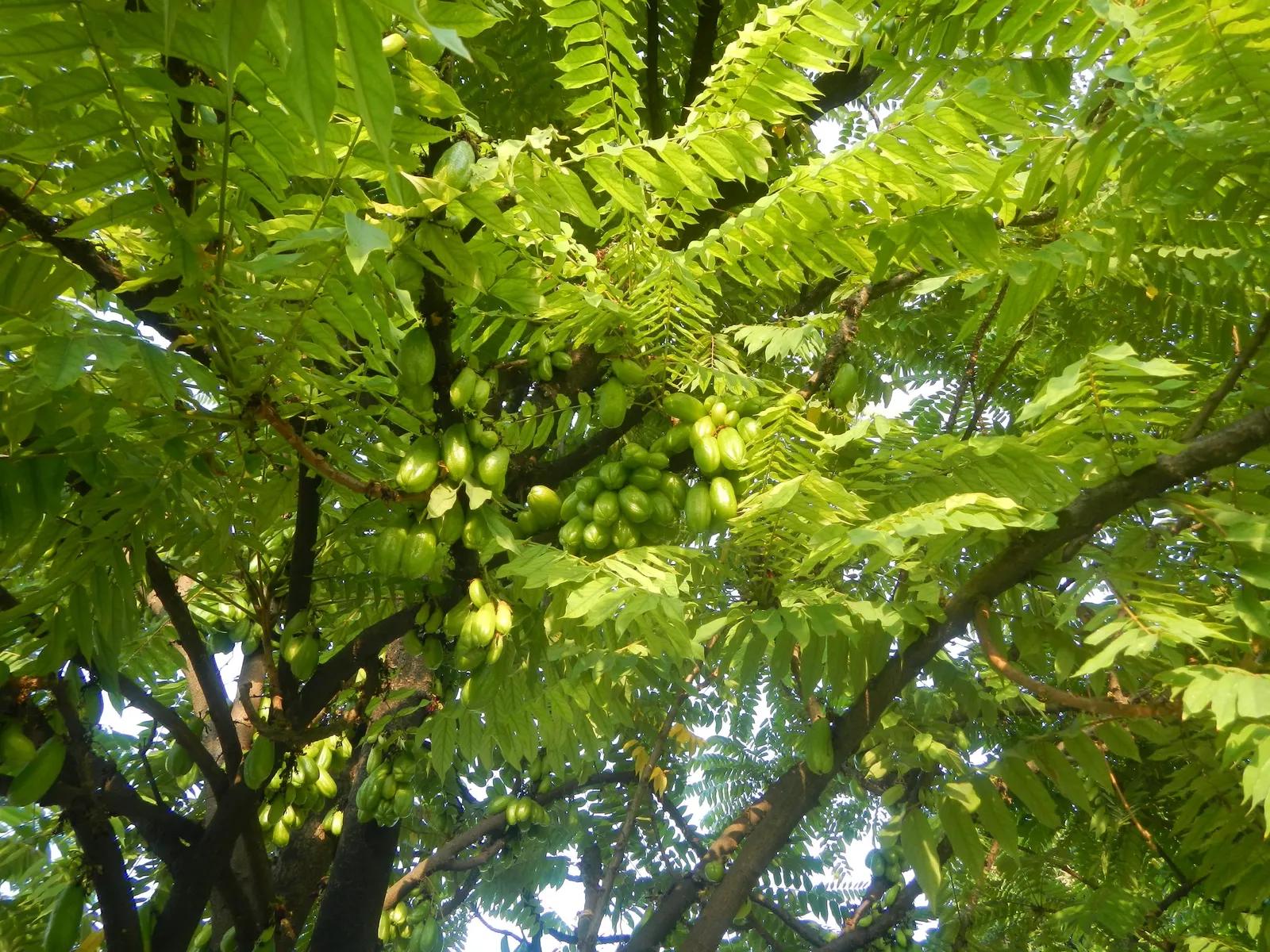 Cucumber Tree (Magnolia Acuminata) — glossy green hue on the upper surface and a paler green underneath