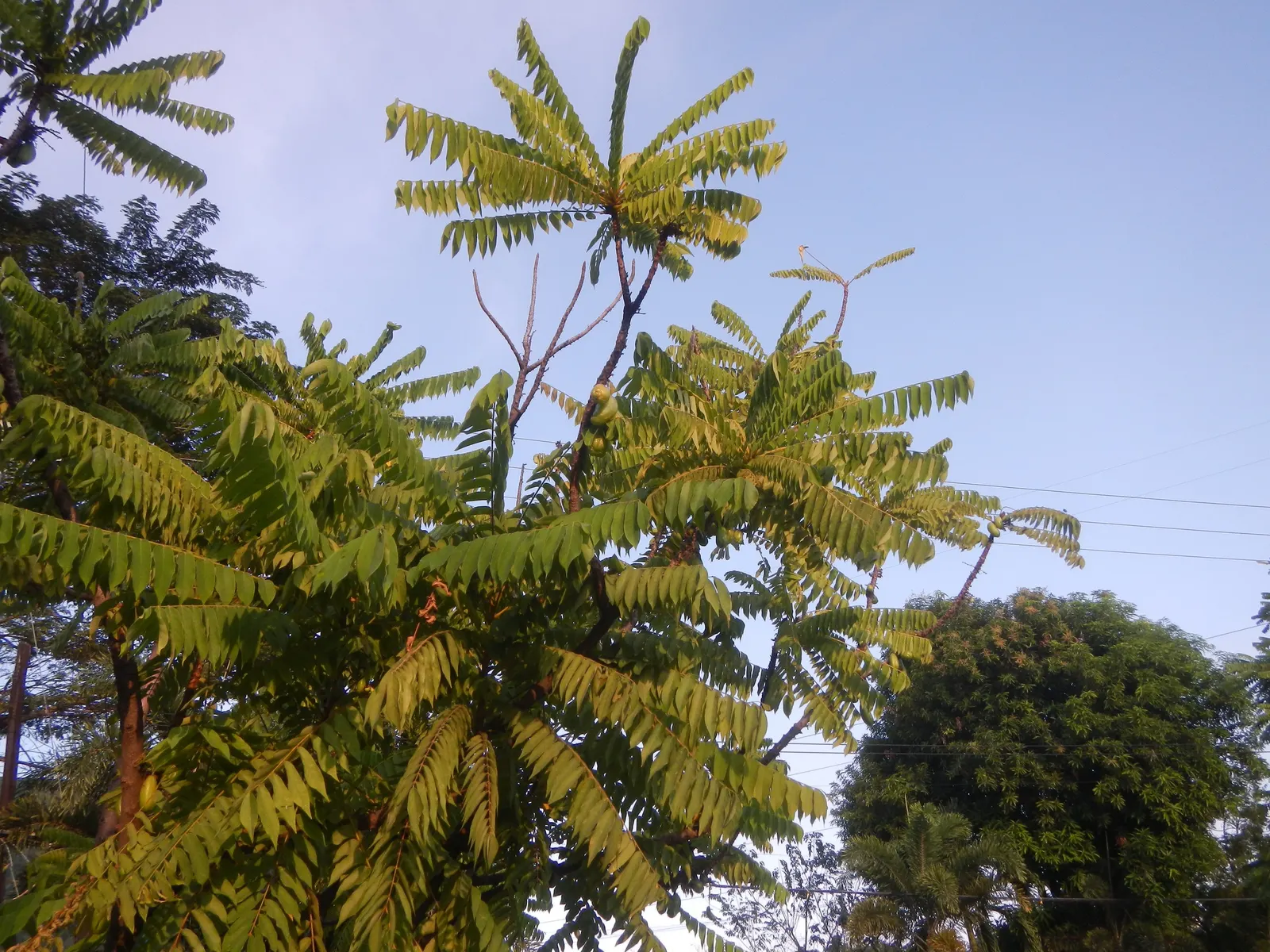 Cucumber Tree (Magnolia Acuminata) — These blossoms give way to cucumber-shaped fruit; the tree has a pyramidal to rounded crown with straight, image 116
