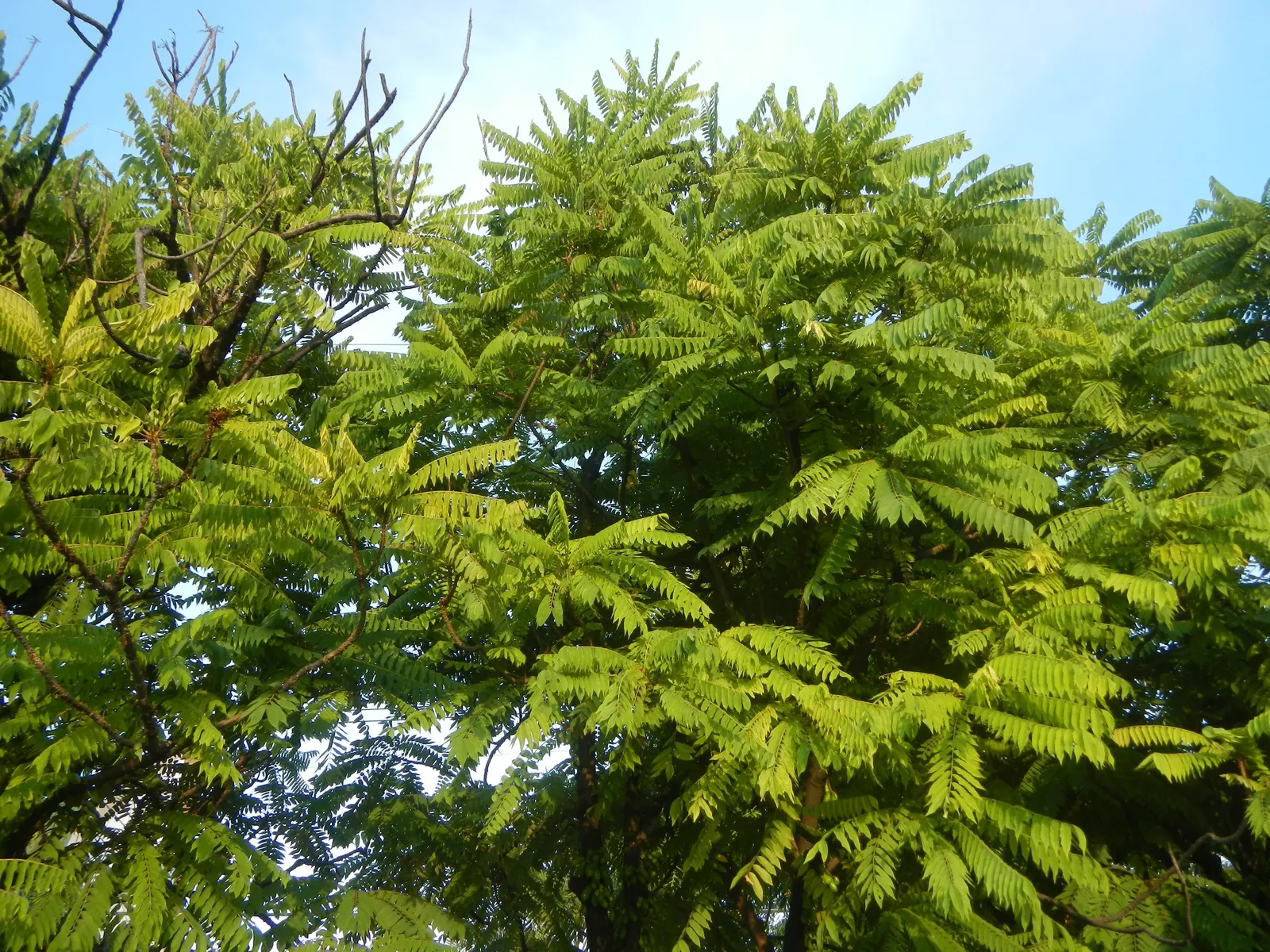 Cucumber Tree (Magnolia Acuminata) — each reaching 5 to 10 inches long; consider its size and growth rate, image 60