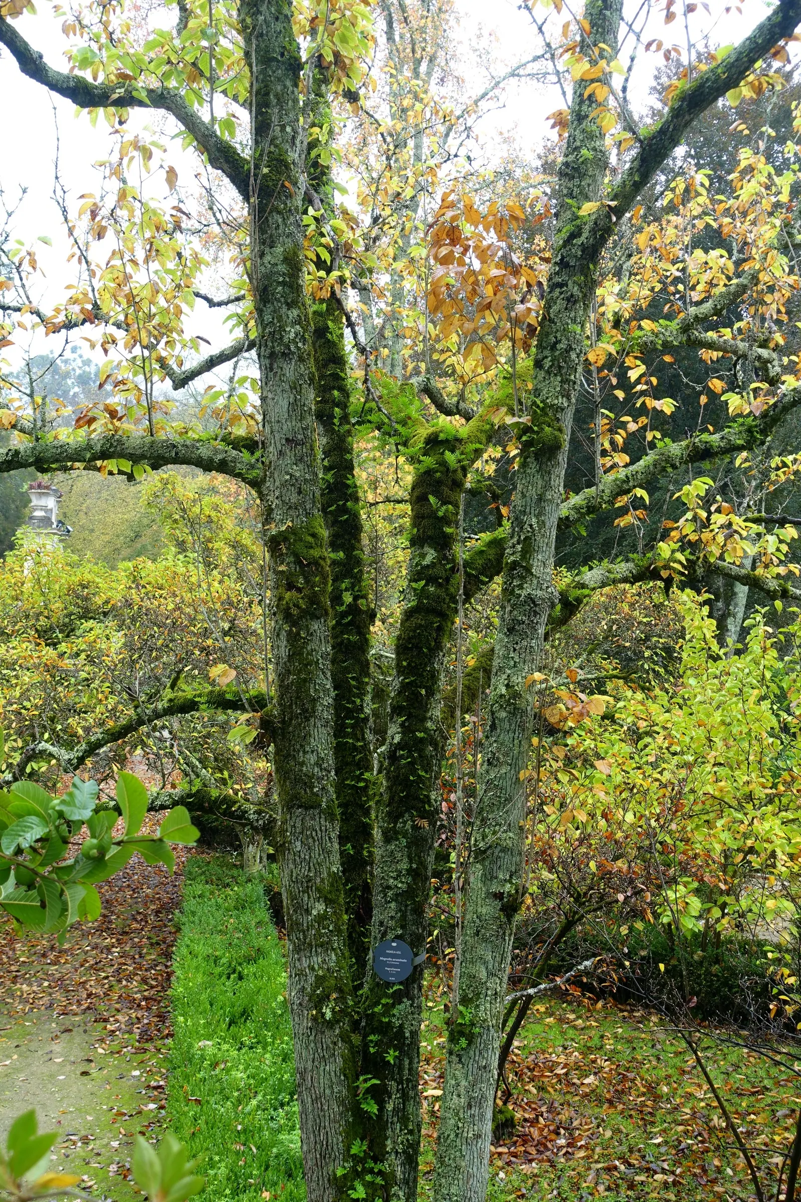 Cucumber Tree (Magnolia Acuminata) — each reaching 5 to 10 inches long; consider its size and growth rate, image 85