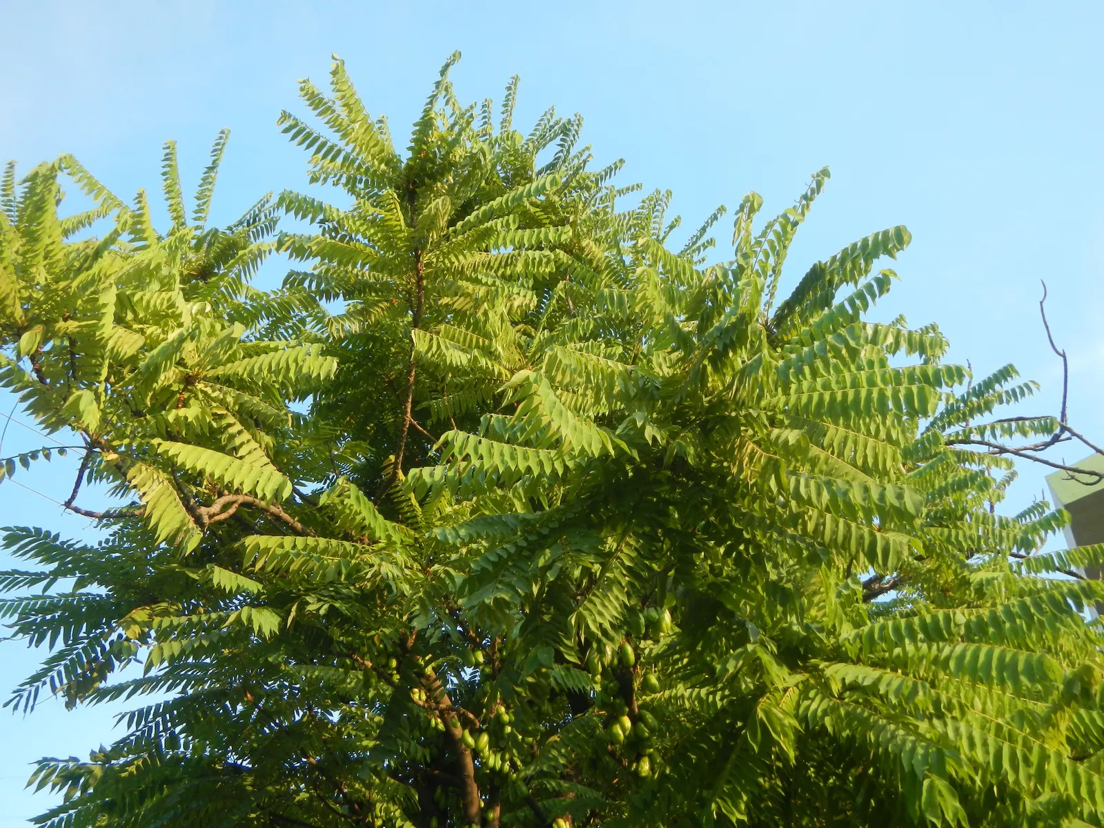 Cucumber Tree (Magnolia Acuminata) — ensuring it can serve as a splendid focal point or a majestic border tree; it's relatively low-maintenance once, image 96