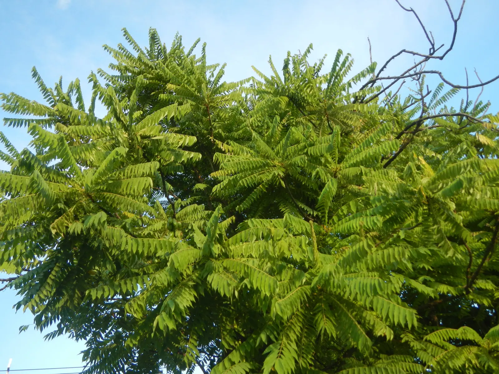 Cucumber Tree (Magnolia Acuminata) — it boasts large green-yellow blossoms reminiscent of cucumbers before maturing; scientifically named Magnolia, image 76
