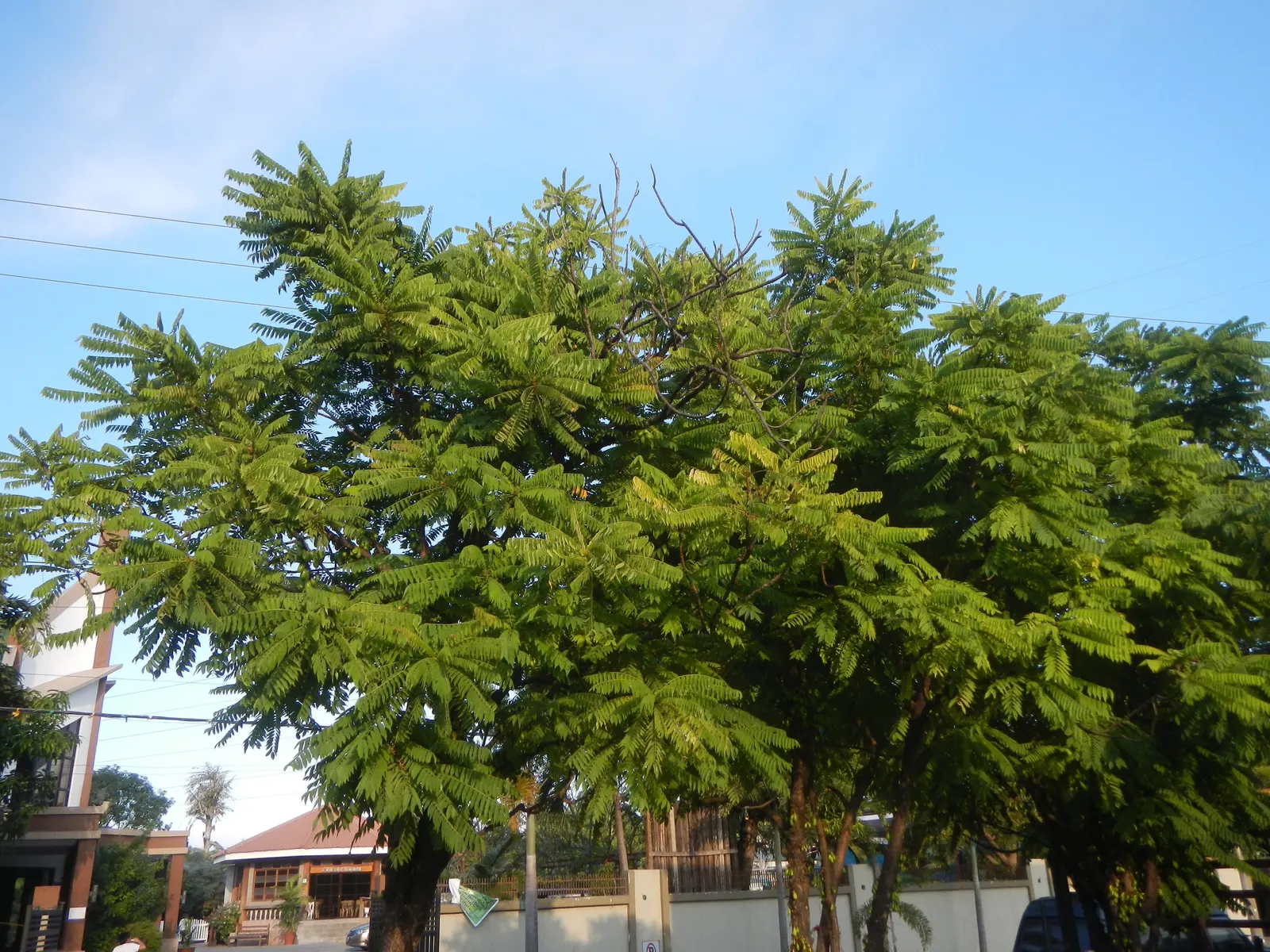 Cucumber Tree (Magnolia Acuminata) — inconspicuous greenish-yellow flowers