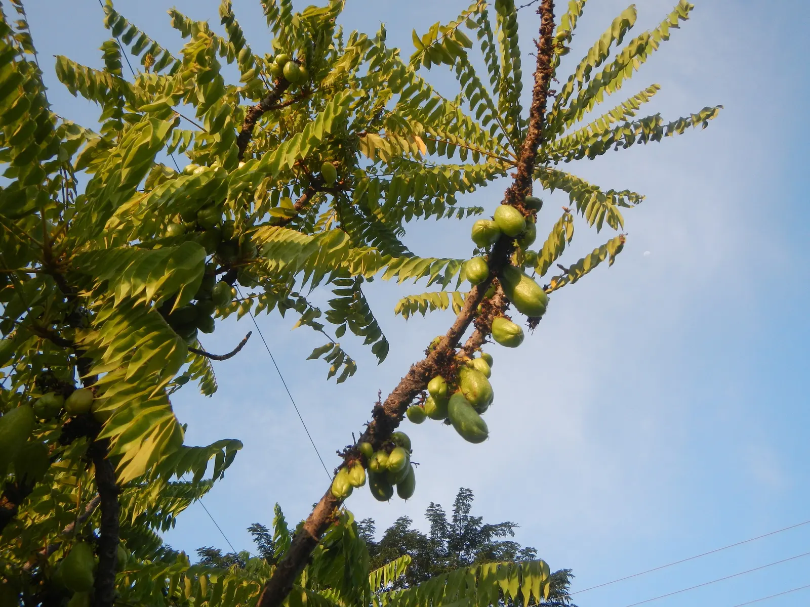 Cucumber Tree (Magnolia Acuminata) — inconspicuous greenish-yellow flowers; plan for sufficient space to accommodate its mature spread