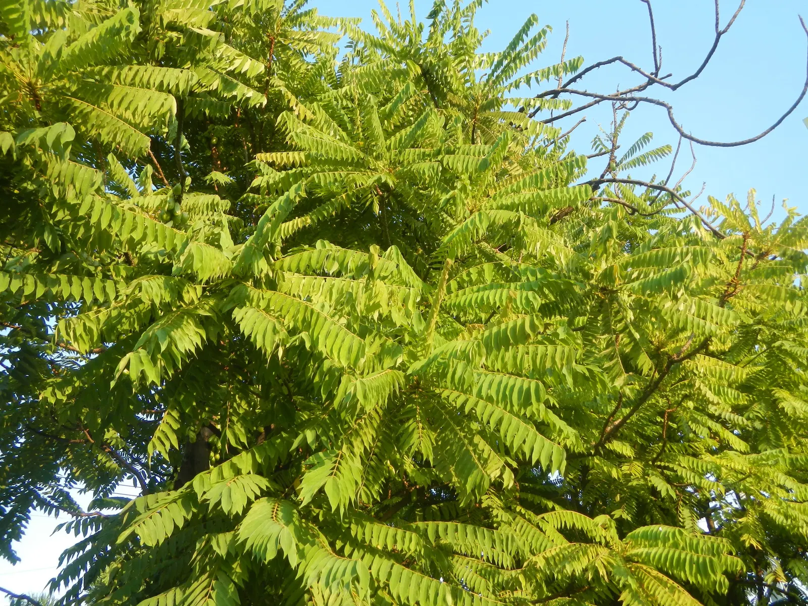 Cucumber Tree (Magnolia Acuminata) — consider its size and growth rate