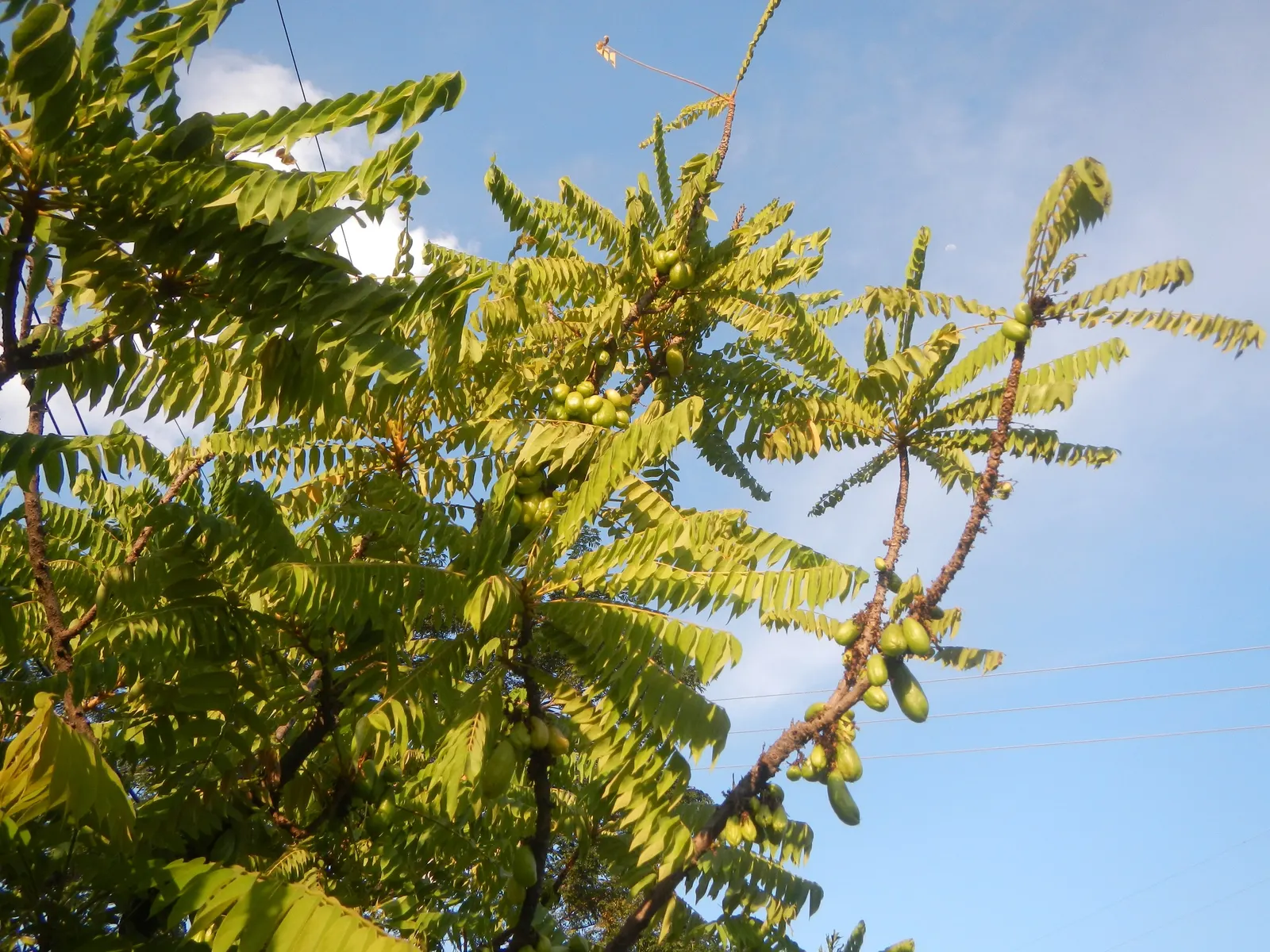 Cucumber Tree (Magnolia Acuminata) — tree for full or half; it is hardy in USDA zones 4 through 8, image 100