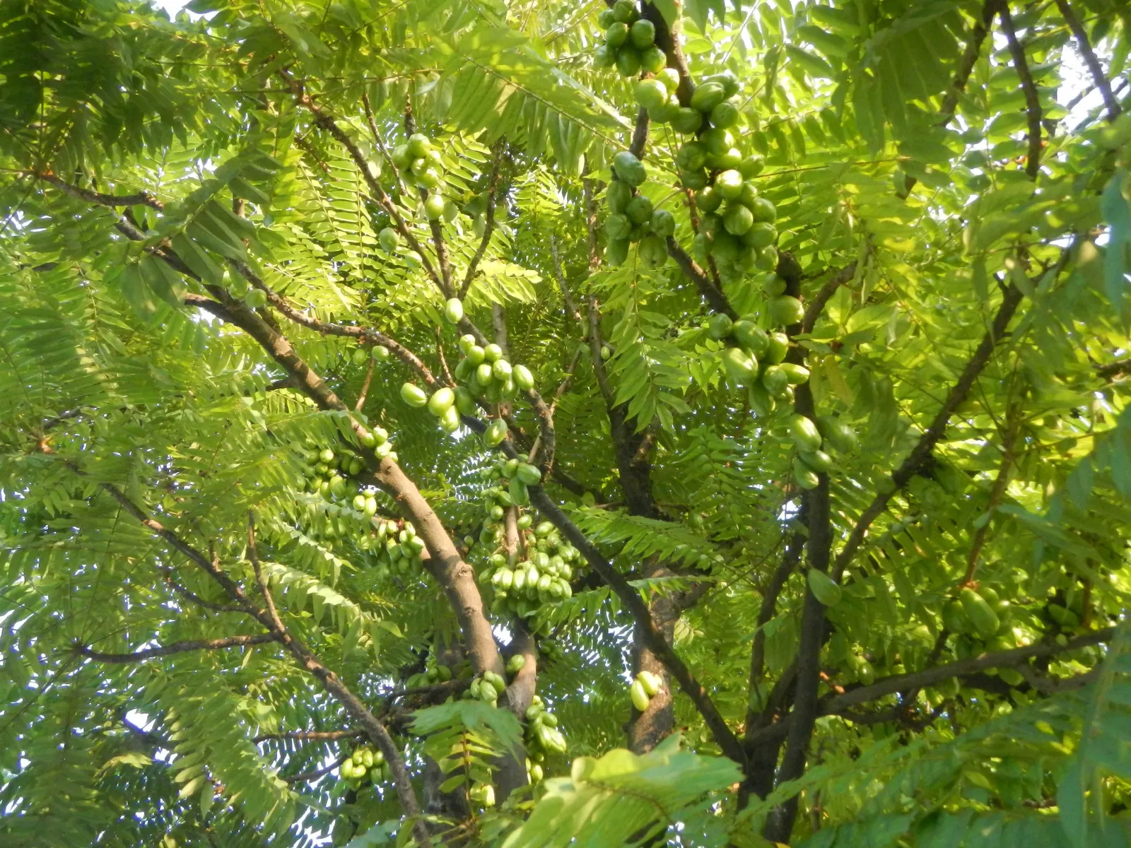 Cucumber Tree (Magnolia Acuminata) — The tree has a pyramidal to rounded crown with straight; each reaching 5 to 10 inches long, image 84