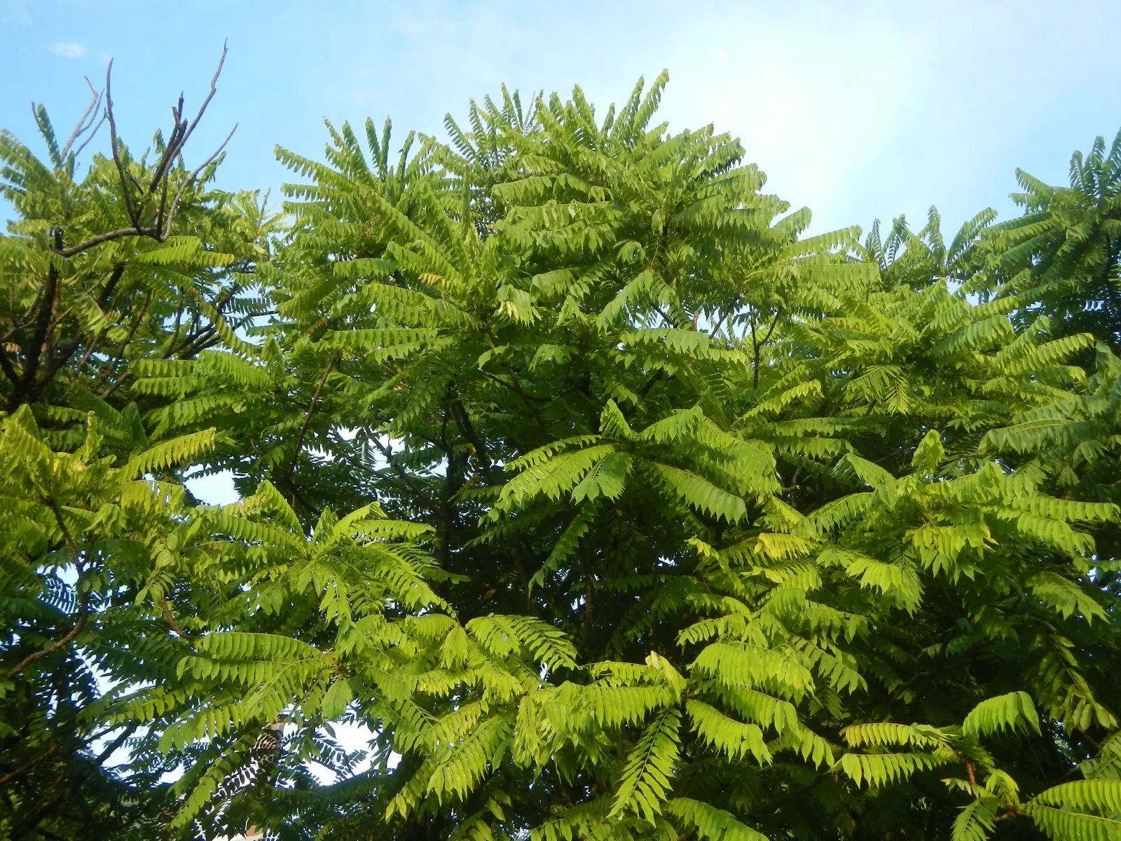 Cucumber Tree (Magnolia Acuminata) — it boasts large green-yellow blossoms reminiscent of cucumbers before maturing; scientifically named Magnolia, image 51