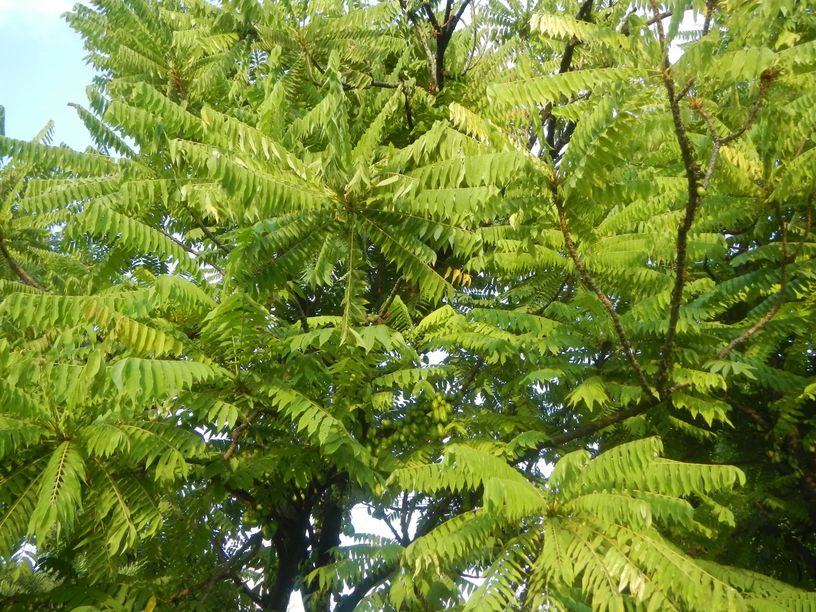 Cucumber Tree (Magnolia Acuminata) — typically reaching between 50 to 70 feet in height; ensuring it can serve as a splendid focal point or a majestic border
