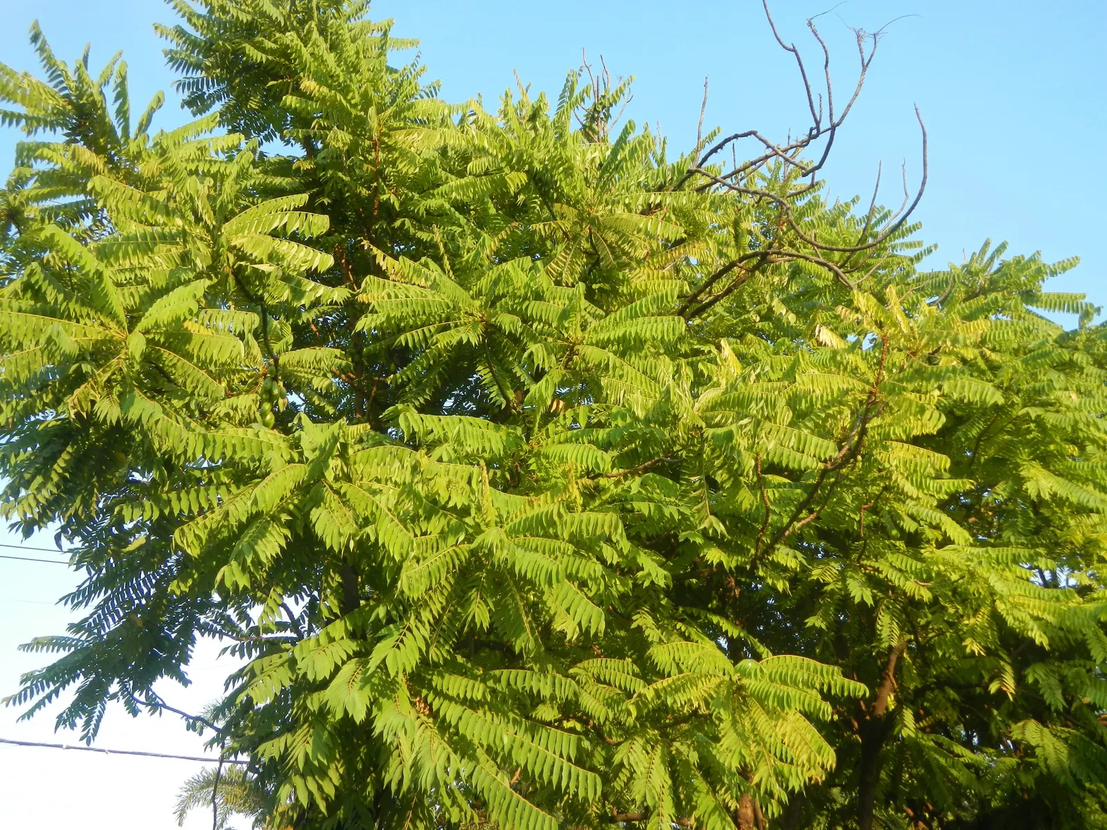 Cucumber Tree (Magnolia Acuminata) — glossy green hue on the upper surface and a paler green underneath; tree with white blooms, image 86