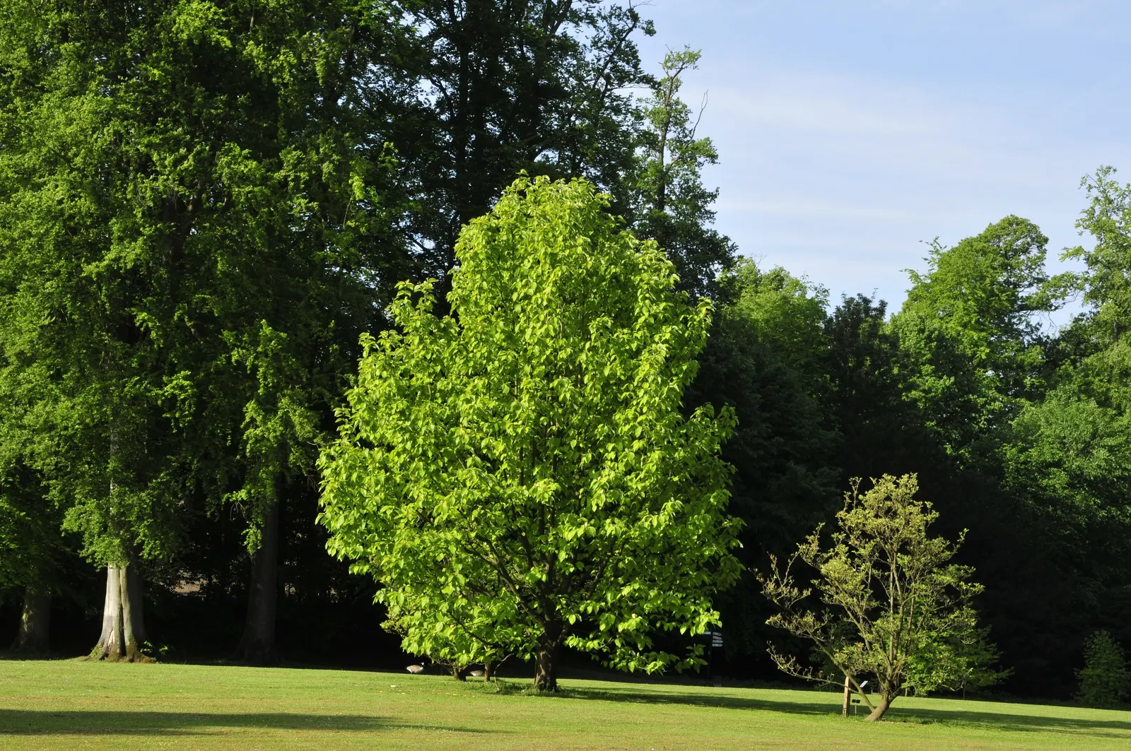 Cucumber Tree (Magnolia Acuminata) — it boasts large green-yellow blossoms reminiscent of cucumbers before maturing; scientifically named Magnolia acuminata