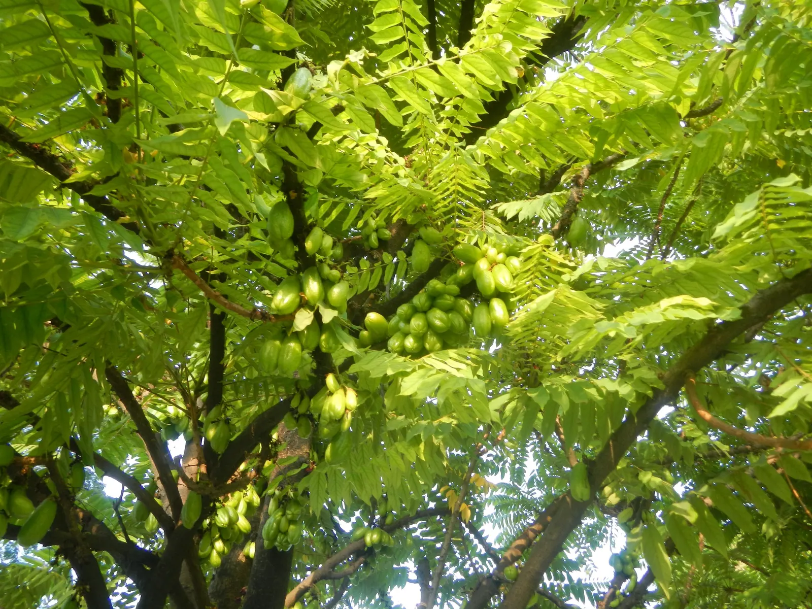 Cucumber Tree (Magnolia Acuminata) — which are approximately 2 to 3 inches in diameter; ideal for temperate zones, image 115