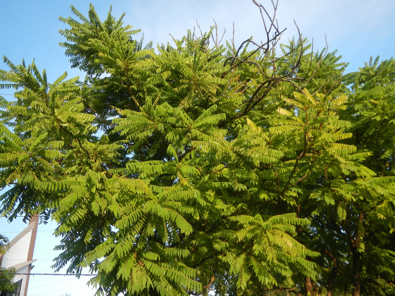 Cucumber Tree (Magnolia Acuminata) — the tree produces peculiar