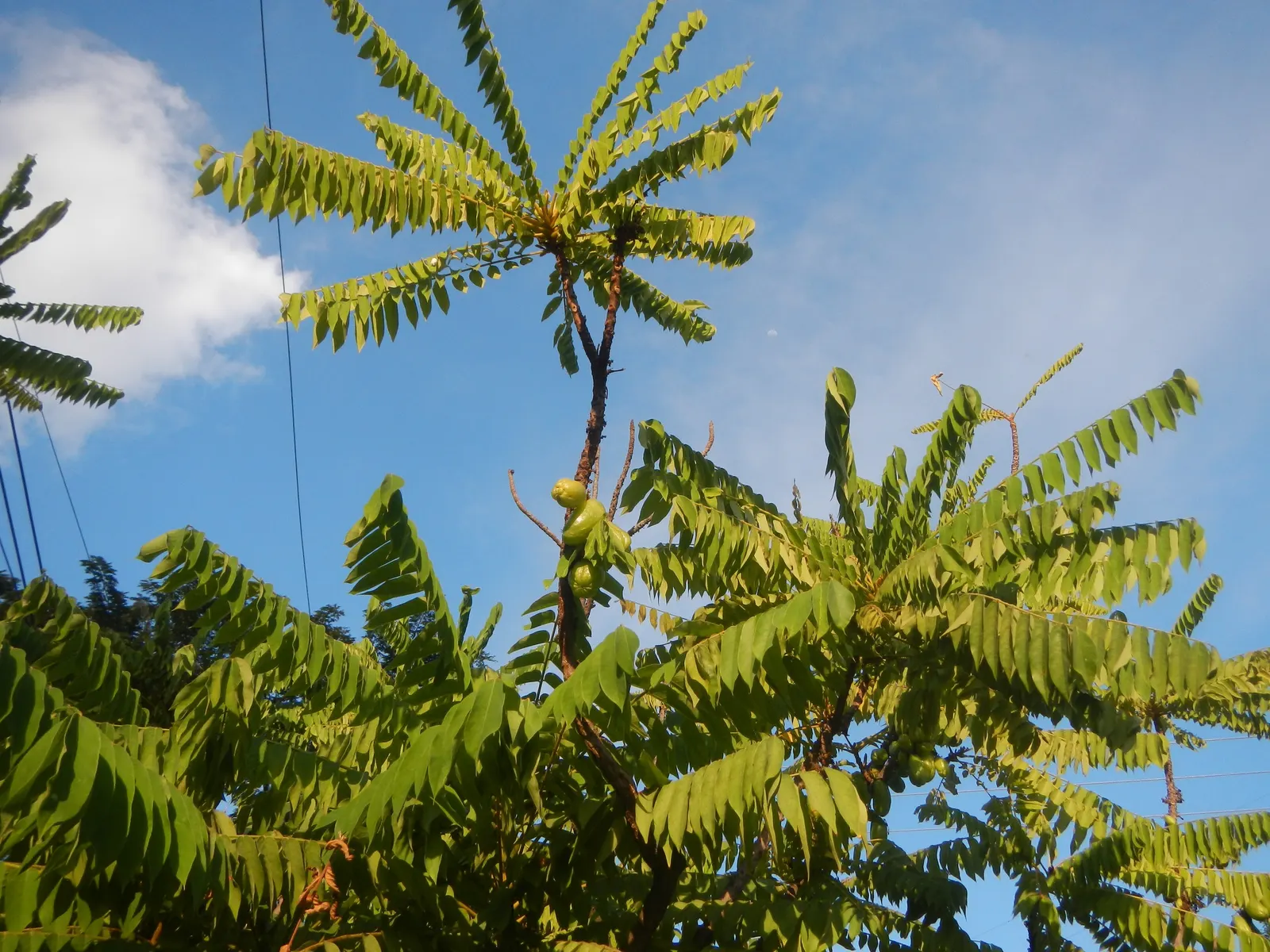 Cucumber Tree (Magnolia Acuminata) — the tree produces peculiar, image 88