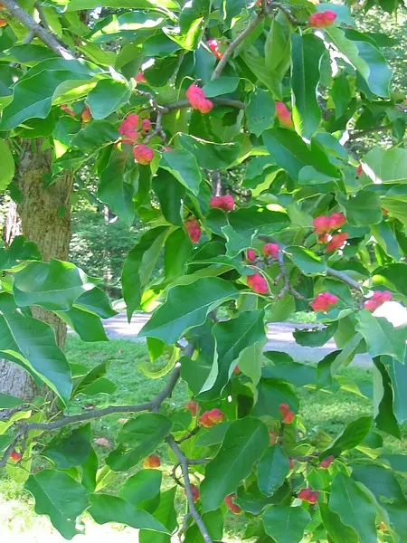 Cucumber Tree (Magnolia Acuminata) — tree for full or half; it is hardy in USDA zones 4 through 8, image 75