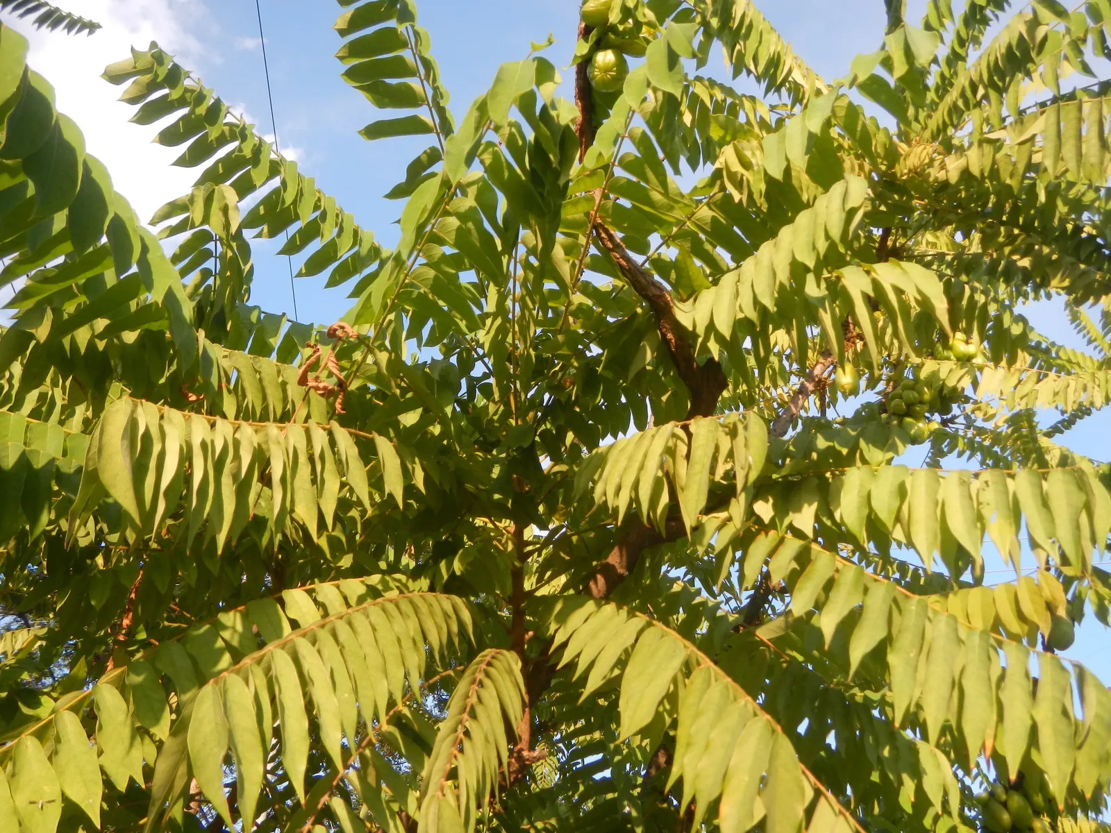 Cucumber Tree (Magnolia Acuminata) — it boasts large green-yellow blossoms reminiscent of cucumbers before maturing
