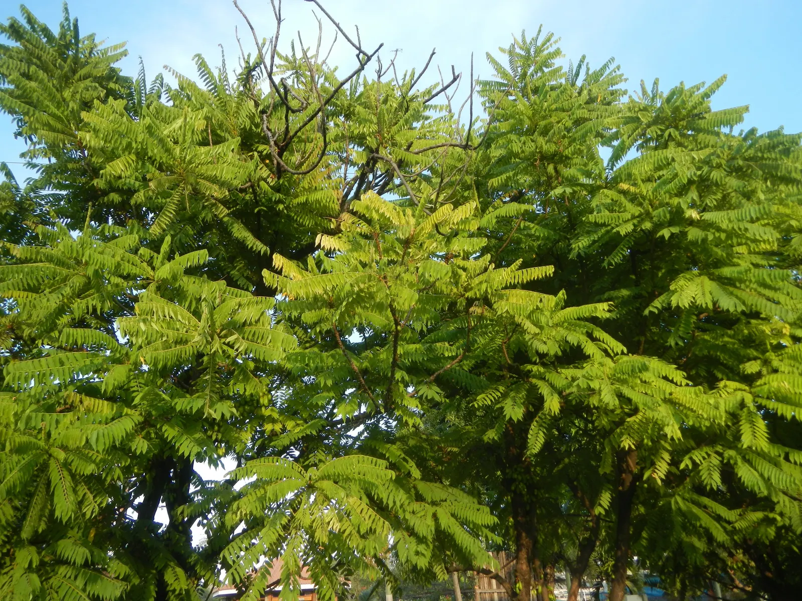 Cucumber Tree (Magnolia Acuminata) — ensuring it can serve as a splendid focal point or a majestic border tree; it's relatively low-maintenance once, image 71