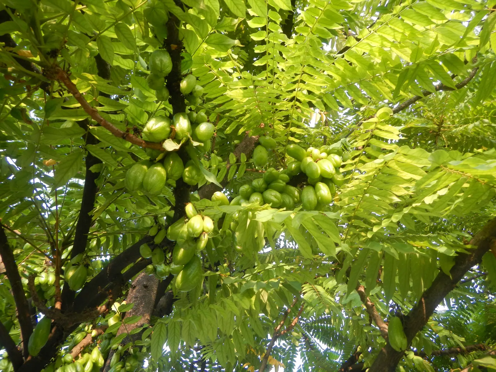 Cucumber Tree (Magnolia Acuminata) — scientifically named Magnolia acuminata; tree for full or half, image 104