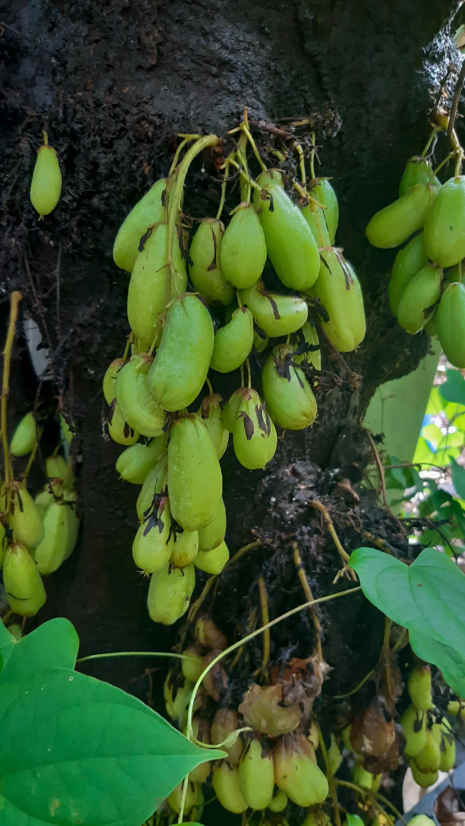 Cucumber Tree (Magnolia Acuminata) — typically reaching between 50 to 70 feet in height