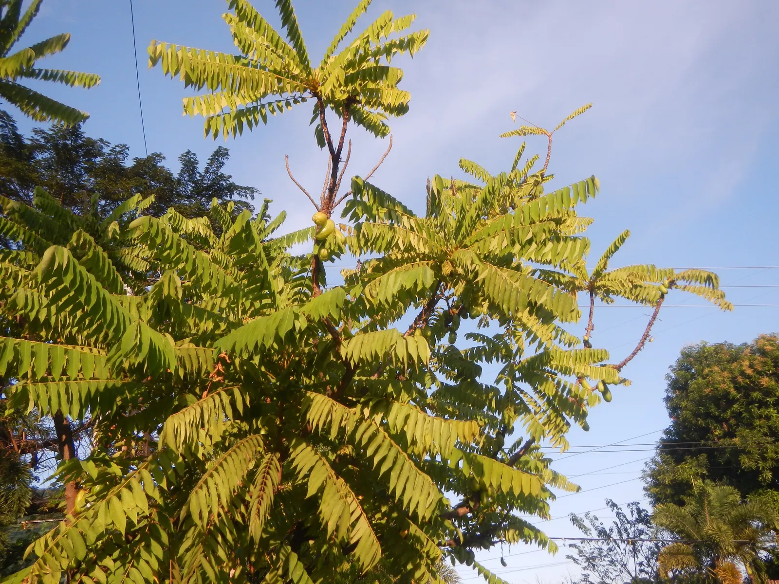 Cucumber Tree (Magnolia Acuminata) — glossy green hue on the upper surface and a paler green underneath; tree with white blooms, image 61