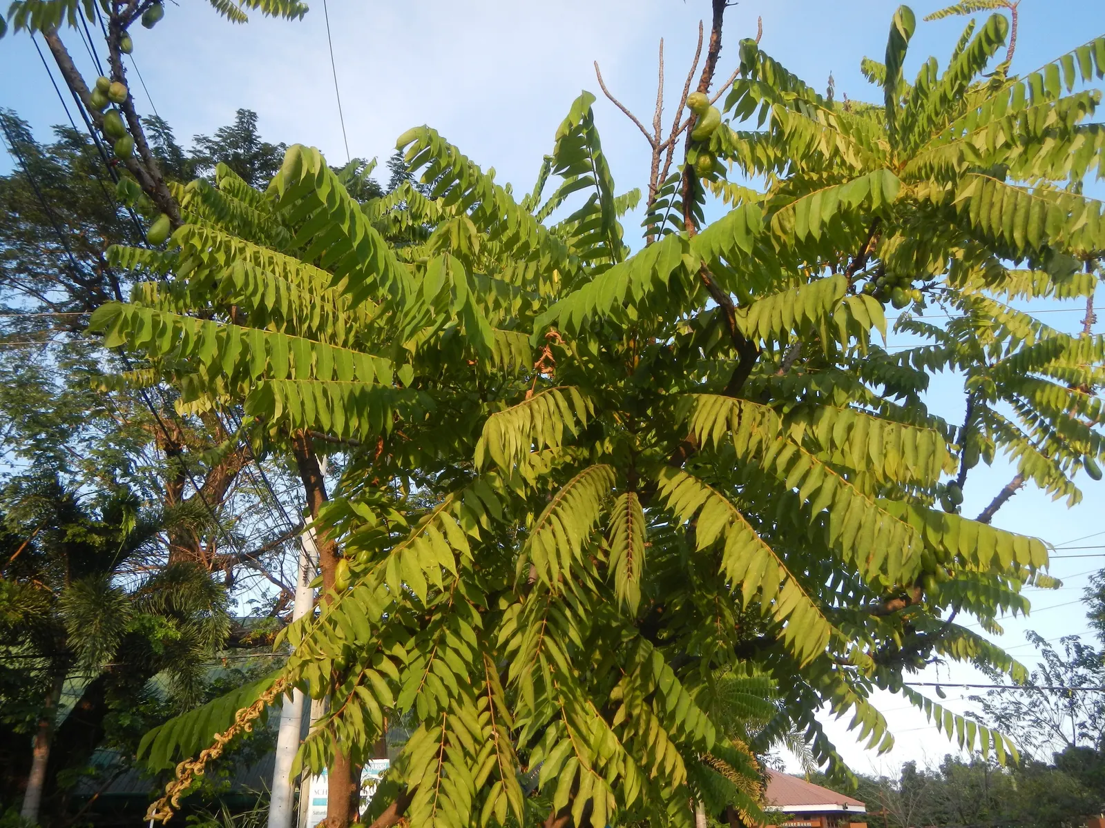 Cucumber Tree (Magnolia Acuminata) — oblong leaves and a late spring to early summer blooming period; the tree prefers full sun to partial shade and requires