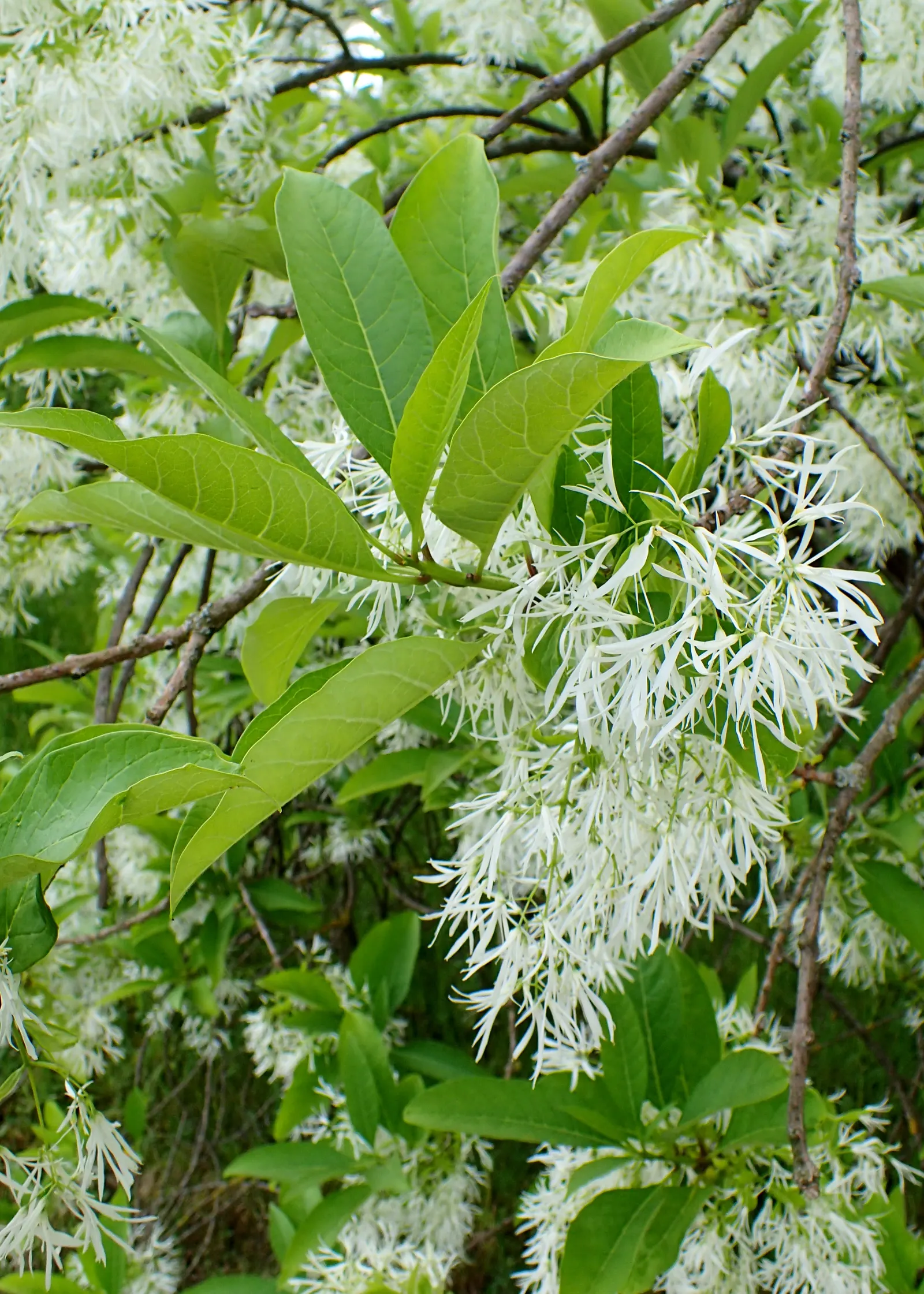 Fringe Tree (Chionanthus Virginicus) — with a similar spread of 12 to 20 feet; commonly known as Fringe Tree, image 129