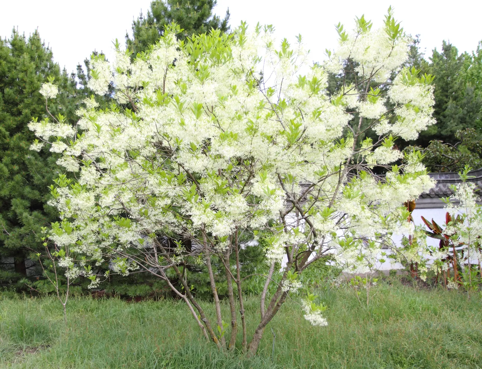 Fringe Tree (Chionanthus Virginicus) — scientifically known as Chionanthus virginicus; offering food for birds and extending its seasonal interest, image 124