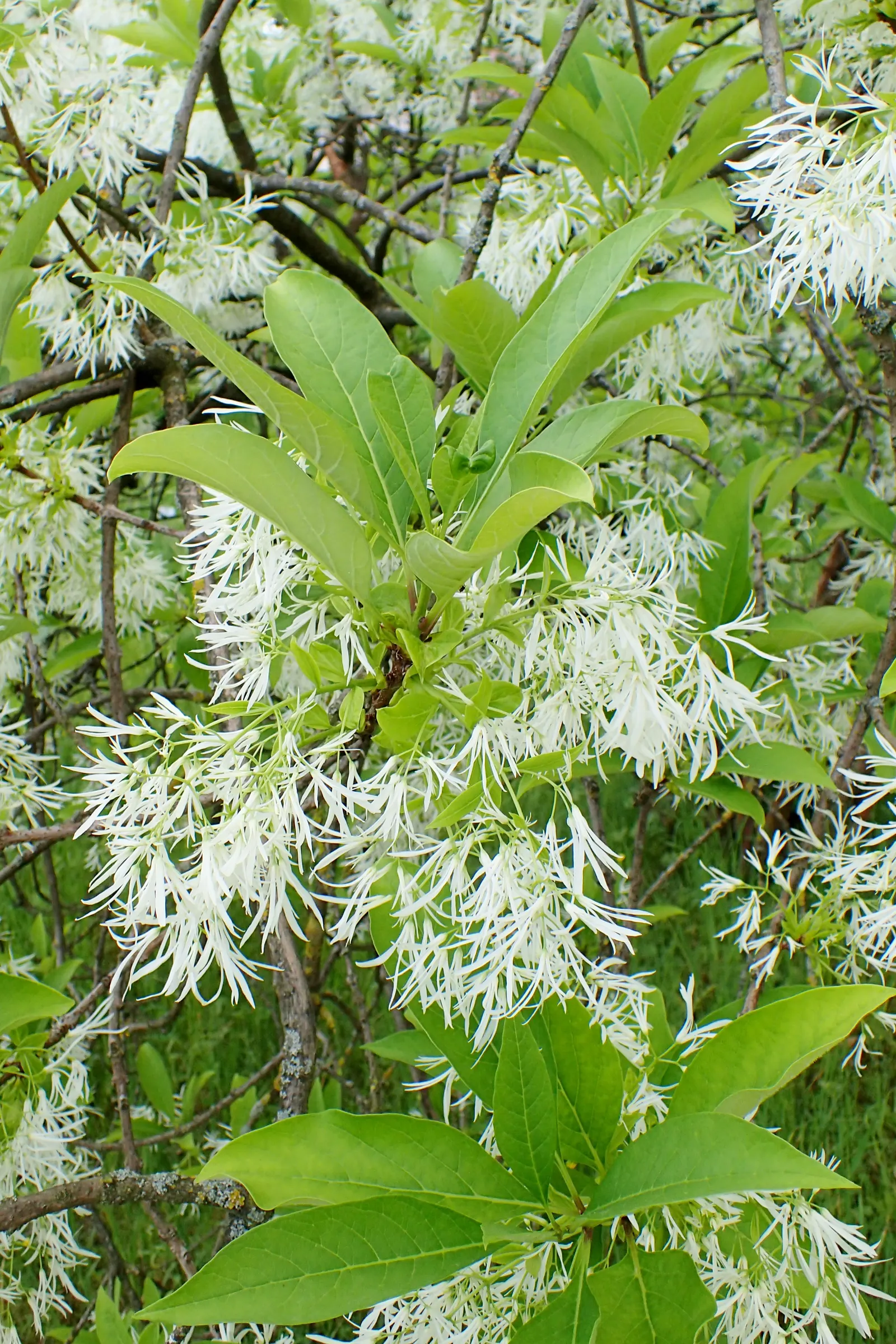 Fringe Tree (Chionanthus Virginicus) — this deciduous ornamental tree reaches a mature height of approximately 12 to 20 feet