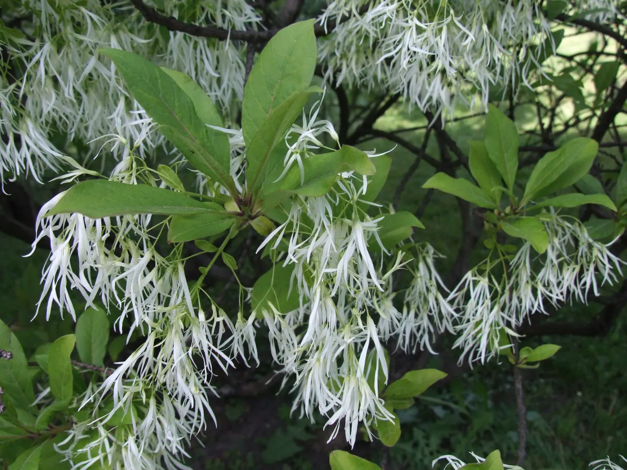 Fringe Tree (Chionanthus Virginicus) — this deciduous ornamental tree reaches a mature height of approximately 12 to 20 feet; the tree produces, image 70