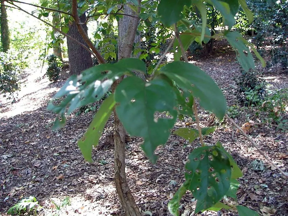 Fringe Tree (Chionanthus Virginicus) — scientifically known as Chionanthus virginicus; offering food for birds and extending its seasonal interest