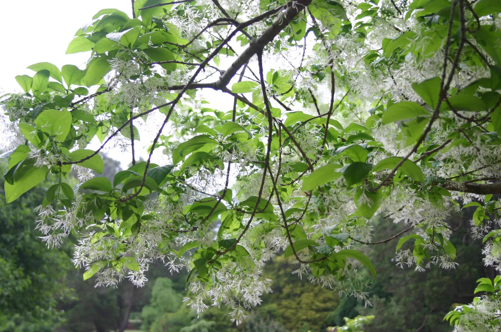 Fringe Tree (Chionanthus Virginicus) — Native to the Eastern United States; provided they are well-drained, image 69