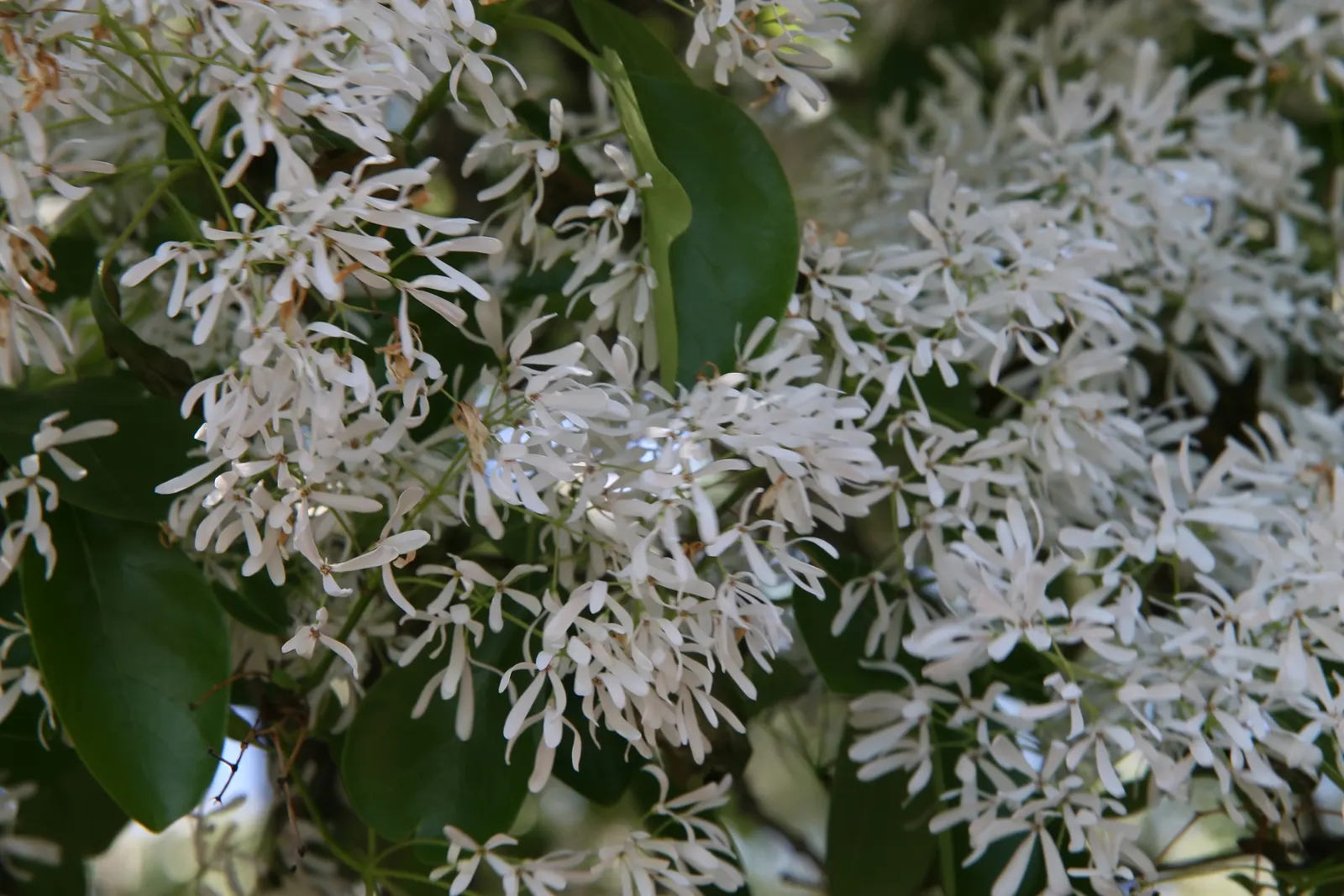 Fringe Tree (Chionanthus Virginicus) — provided they are well-drained; this display is not only visually appealing but also attracts pollinators, image 132