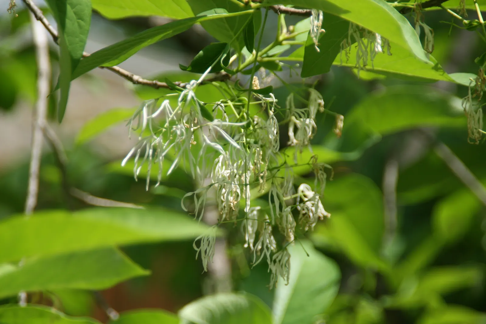 Fringe Tree (Chionanthus Virginicus) — it has lance-shaped leaves turning yellow in fall; reaching 12-20 feet in height with a similar spread, image 121