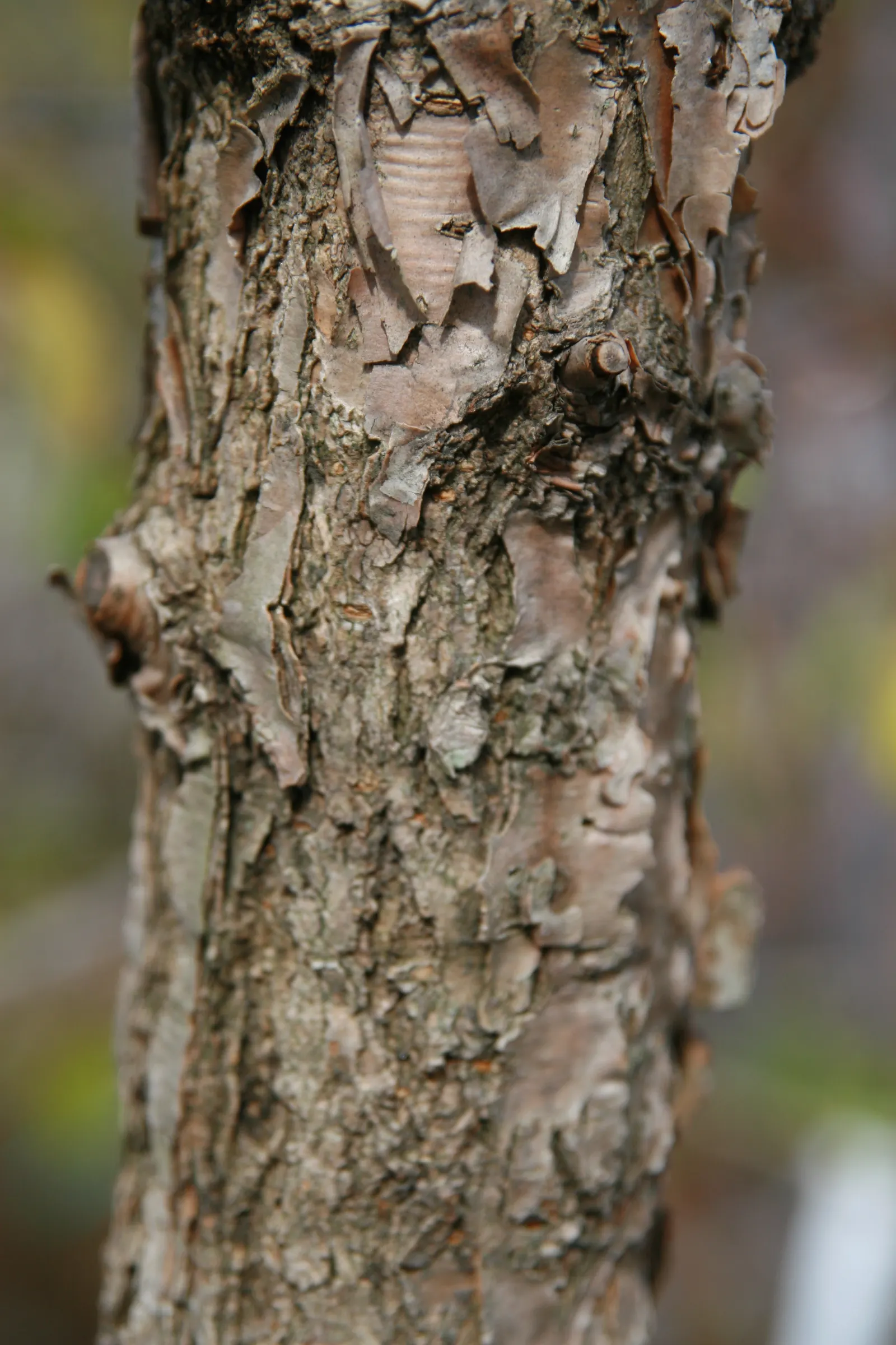 Fringe Tree (Chionanthus Virginicus) — reaching 12-20 feet in height with a similar spread; showcasing considerable cold and heat tolerance once, image 119