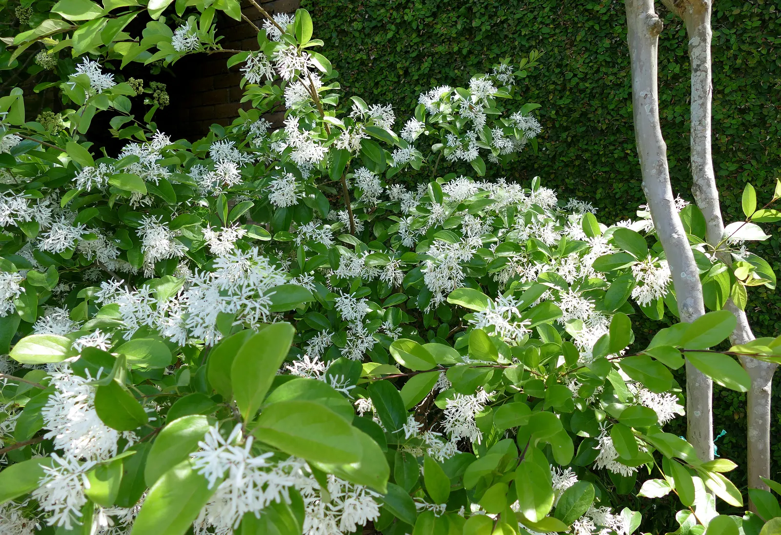 Fringe Tree (Chionanthus Virginicus) — commonly known as Fringe Tree