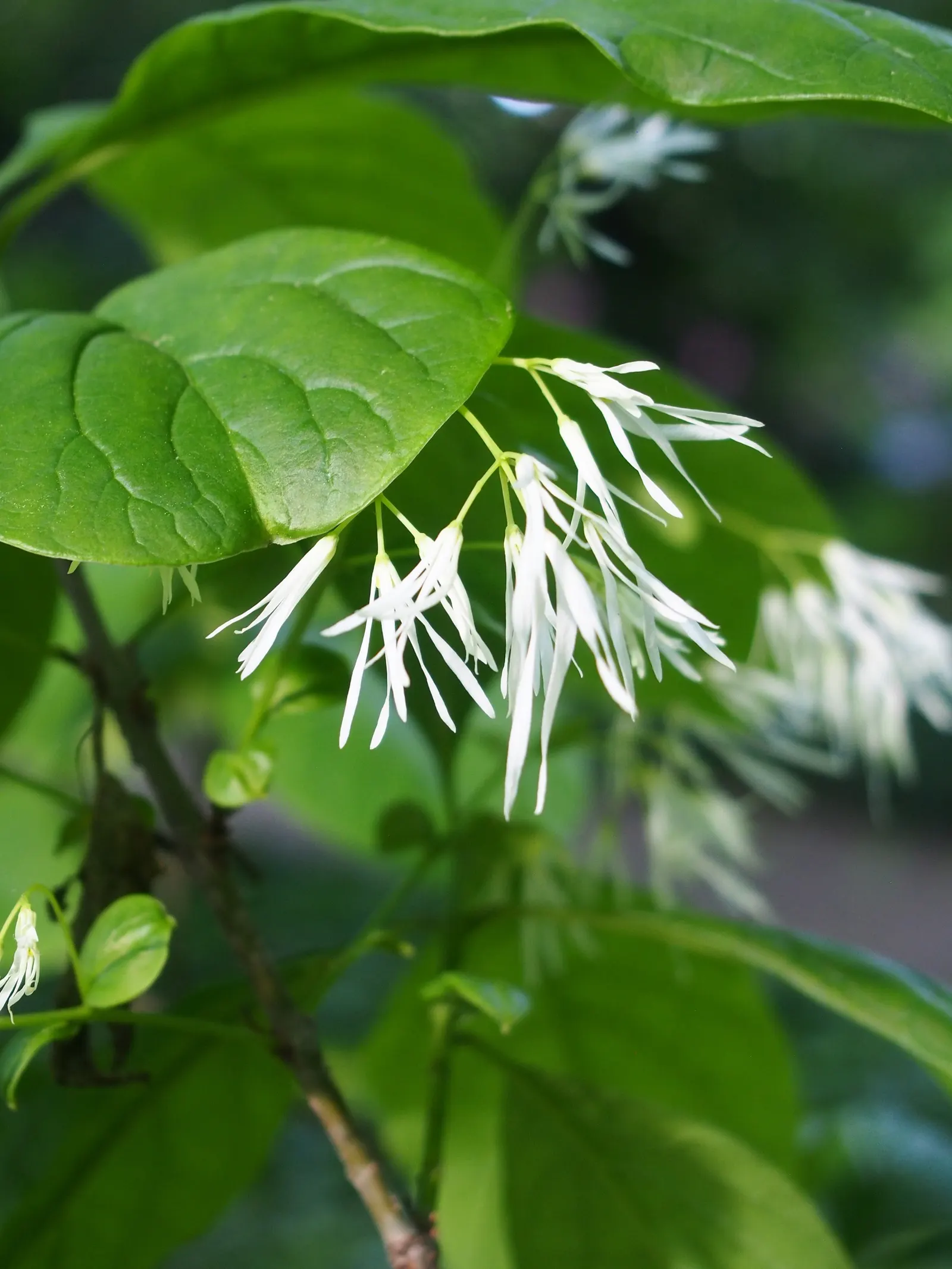Fringe Tree (Chionanthus Virginicus) — It thrives in full sun to partial shade and is hardy in USDA zones 3-9; tree for full or half, image 104