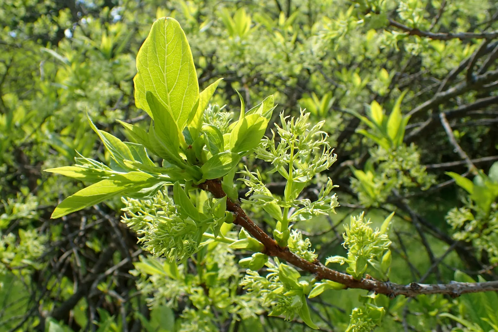 Fringe Tree (Chionanthus Virginicus) — The deep green leaves turn to a charming yellow in the autumn; white flowers in the garden, image 83