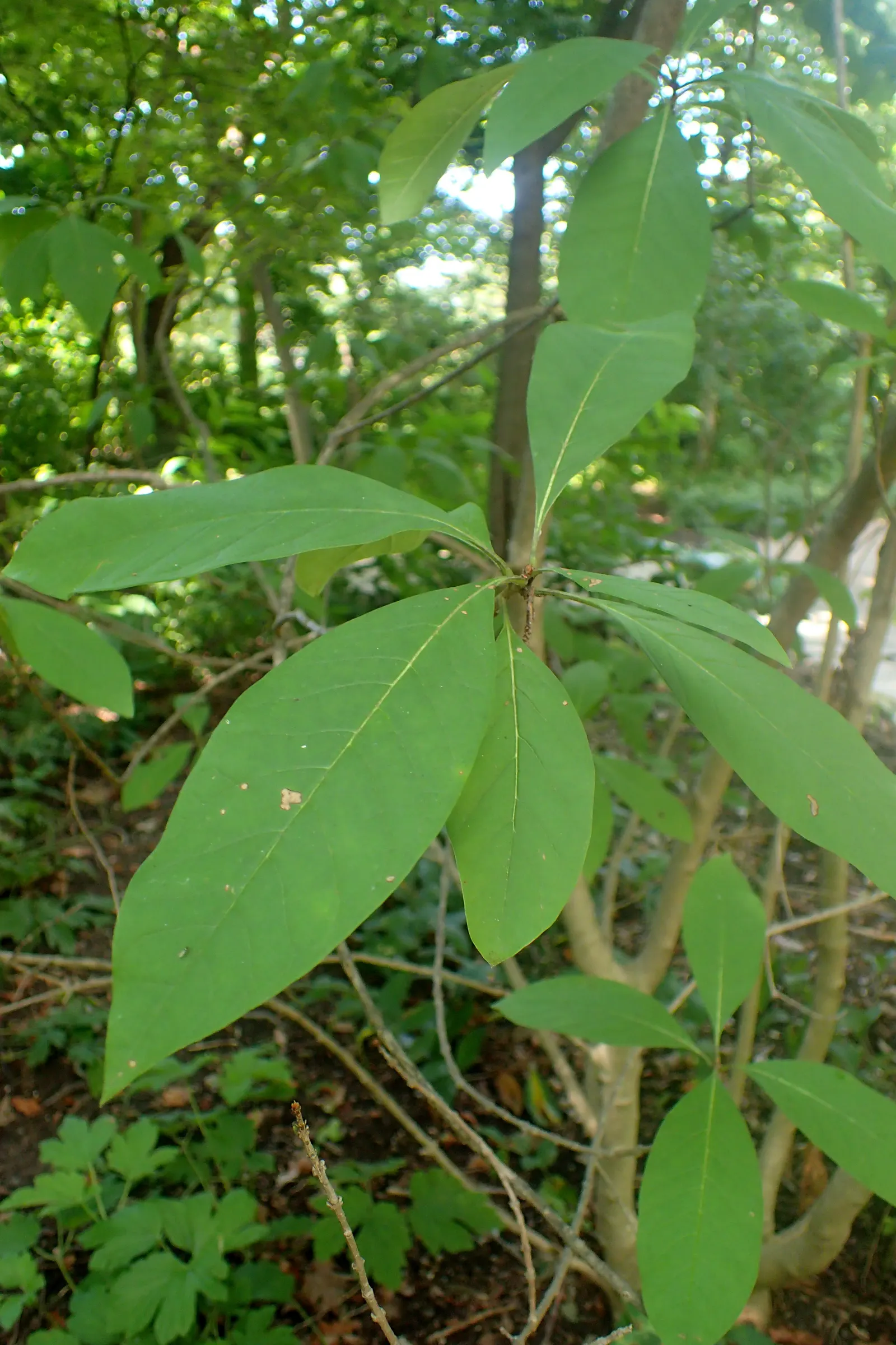 Fringe Tree (Chionanthus Virginicus) — the tree produces bluish-black berries; with a similar spread of 12 to 20 feet, image 81